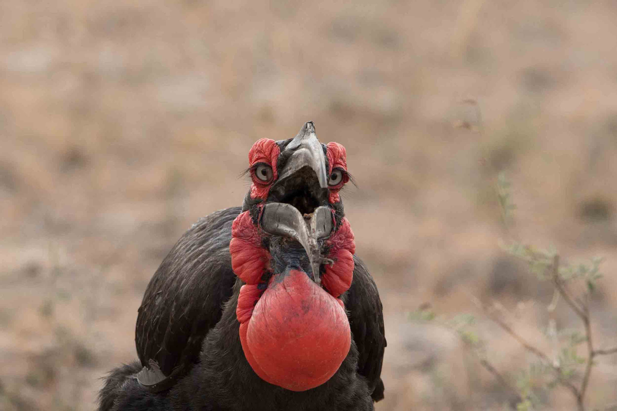 HORNRABE - SOUTHERN GROUND-HORNBILL