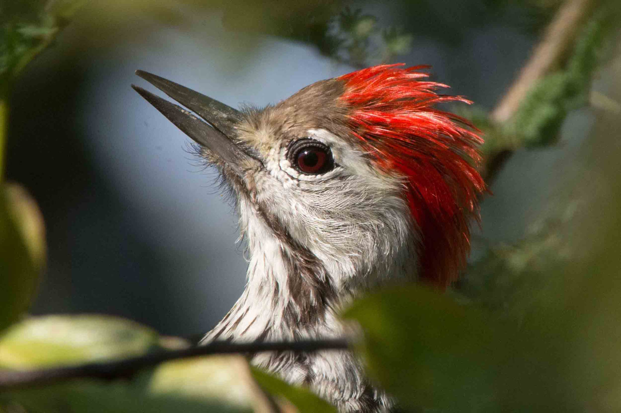 KARDINALSPECHT - CARDINAL WOODPECKER