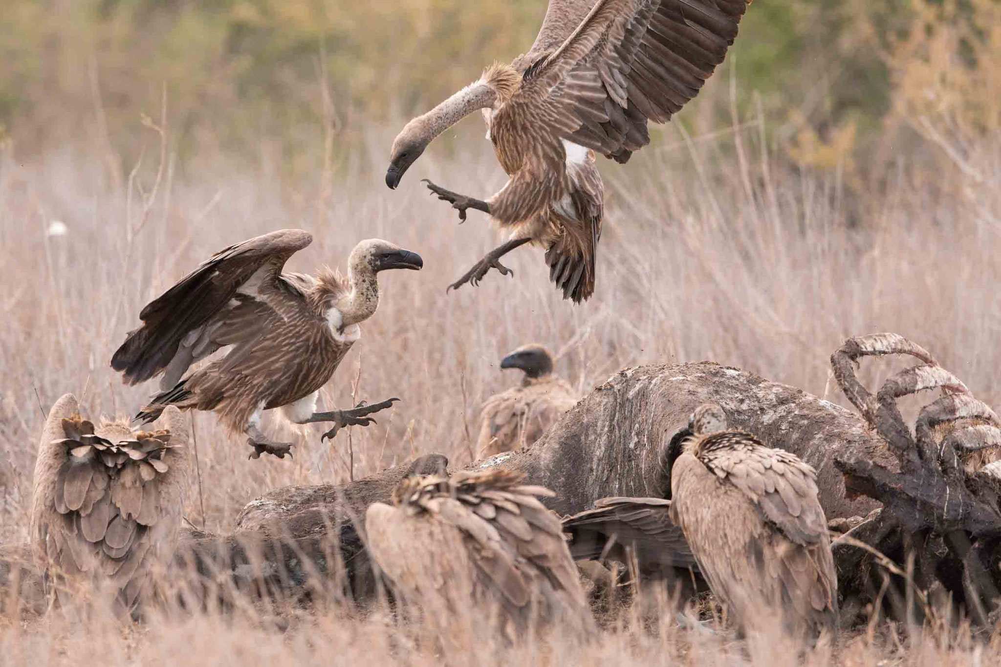 WEISSRÜCKENGEIER - WHITE-BACKED VULTURE