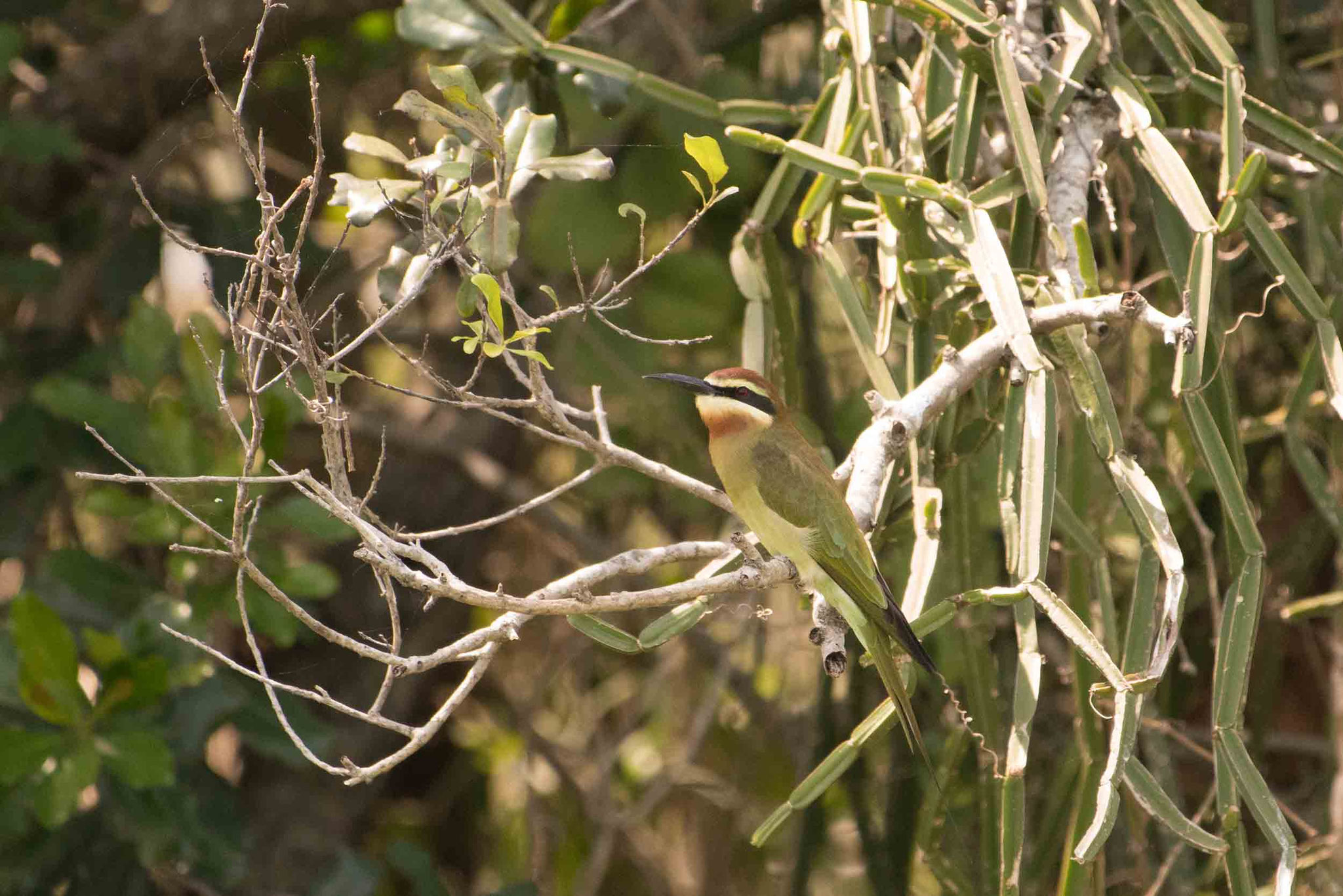 MADAGASKARSPINT - MADAGASCAR BEE-EATER