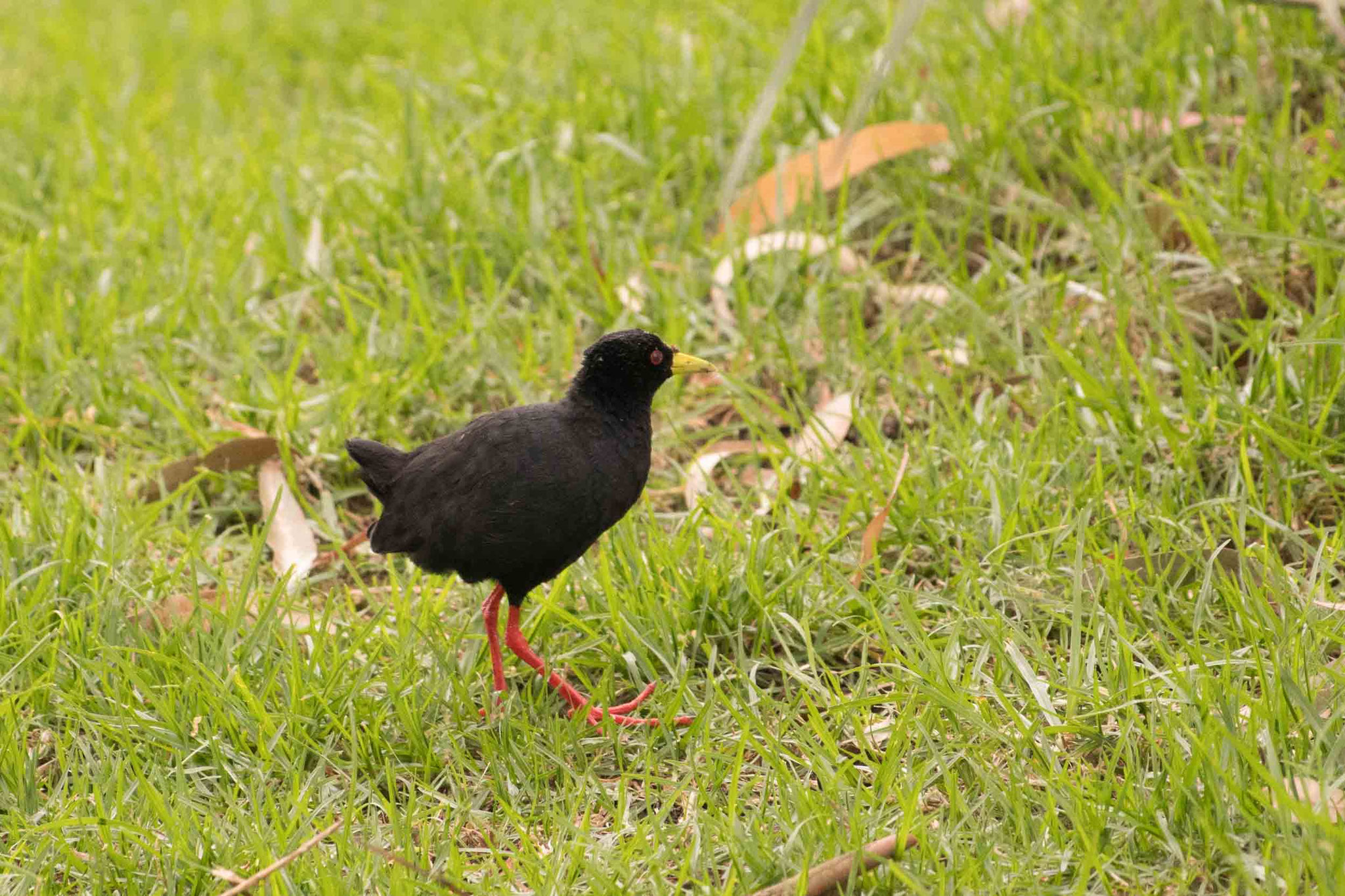 MOHRENSUMPFHUHN - BLACK CRAKE