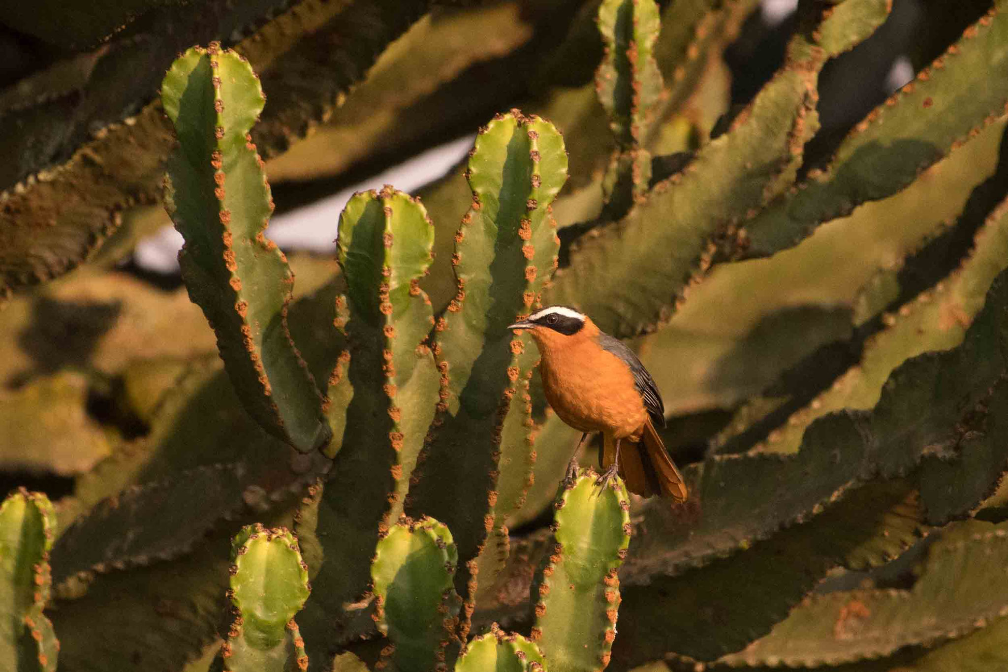 WEISSBRAUENRÖTEL - WHITE-BROWED ROBIN-CHAT