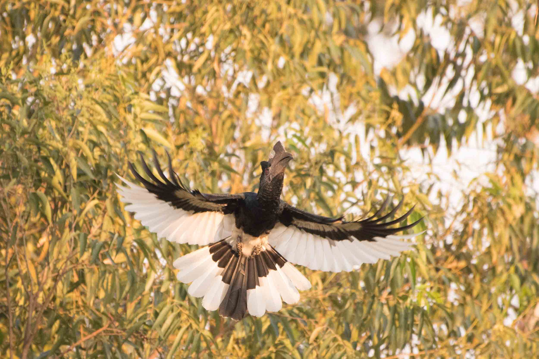 GRAUWANGEN-HORNVOGEL - BLACK-AND-WHITE-CASQUED HORNBILL