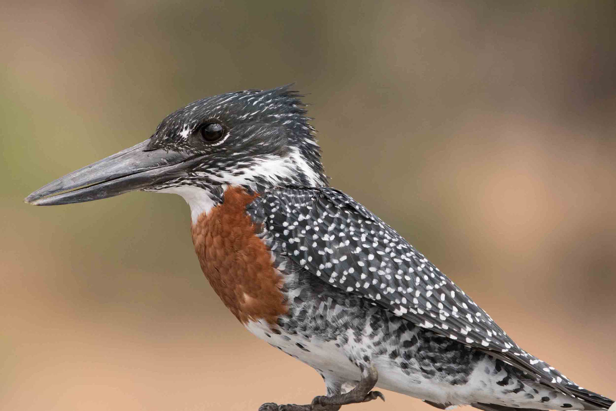 RIESENFISCHER - GIANT KINGFISHER