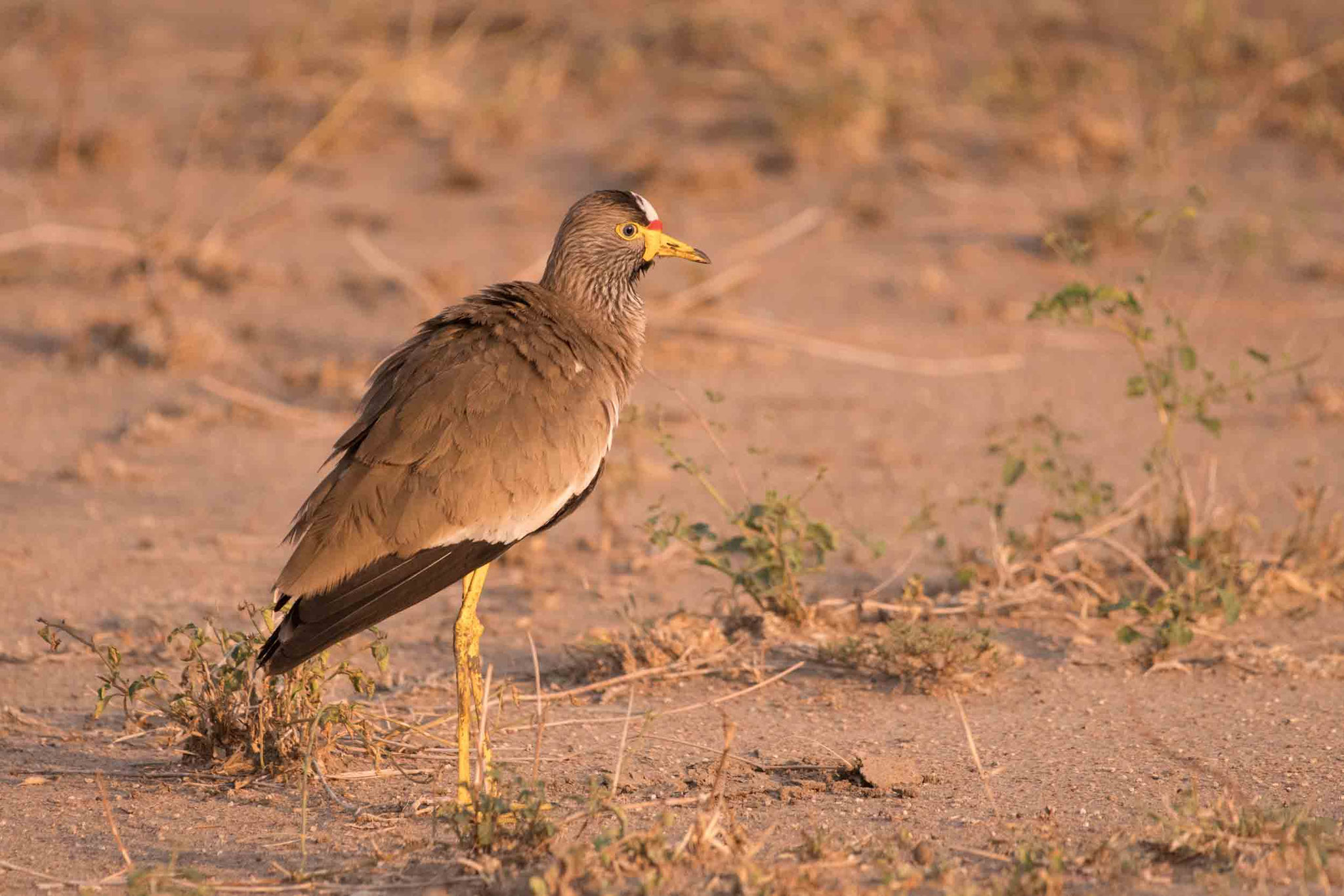 SENEGALKIEBITZ - AFRICAN WATTLED LAPWING