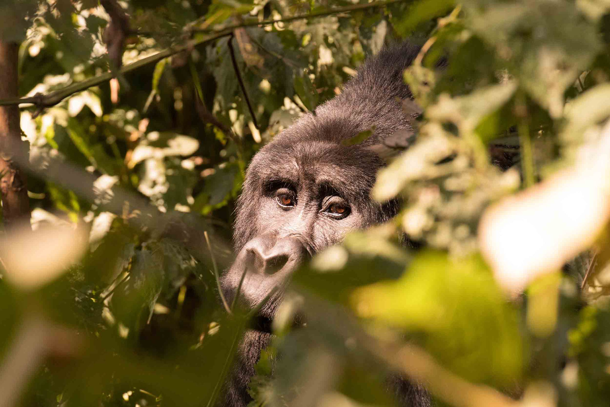 BERGGORILLA - MOUNTAIN GORILLA