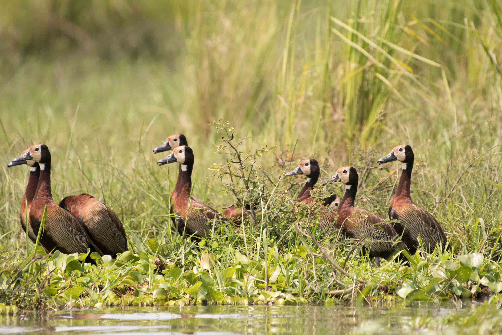 WITWENPFEIFGANS - WHITE-FACED WHISTLING DUCK