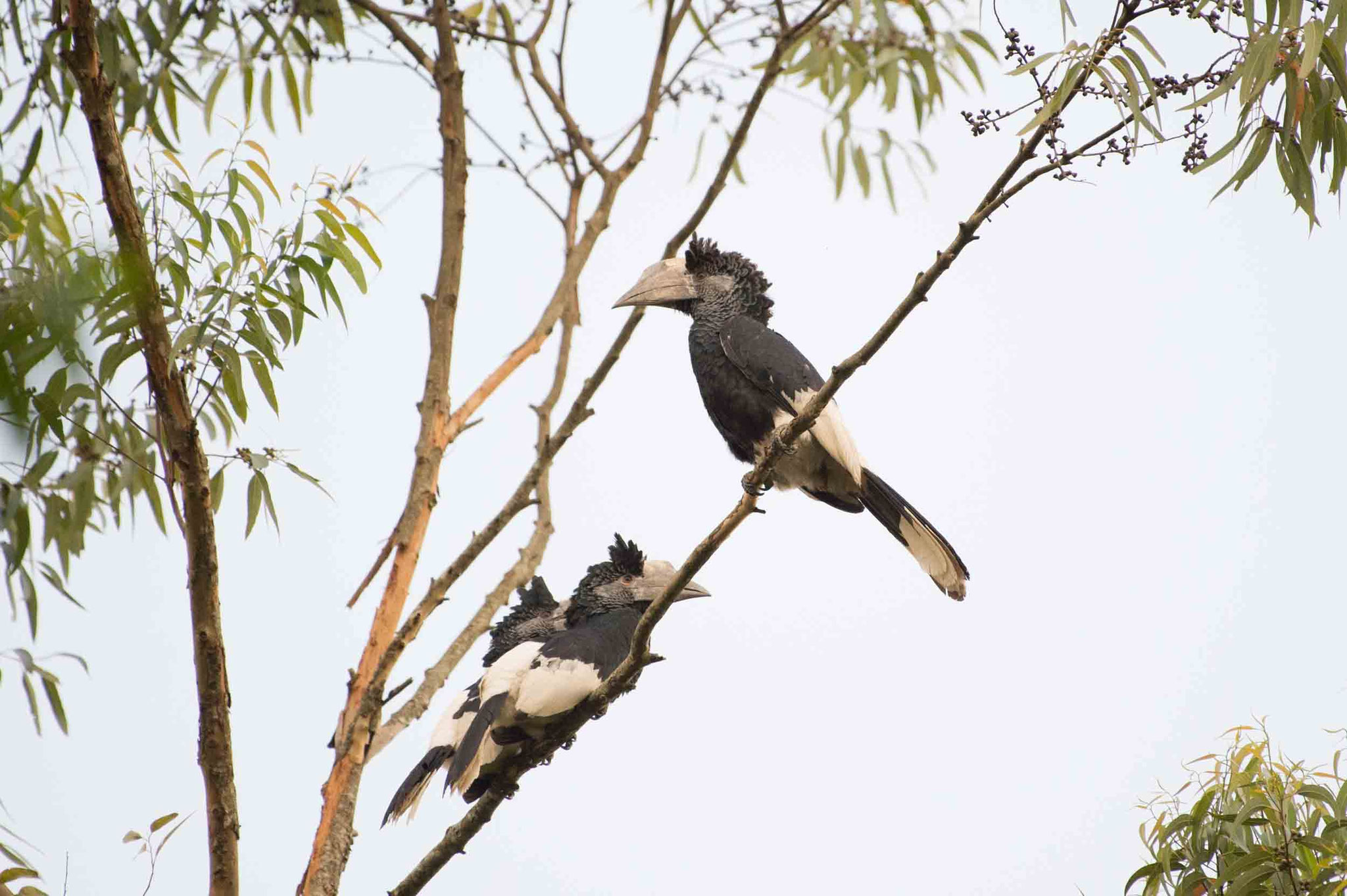 GRAUWANGEN-HORNVOGEL - BLACK-AND-WHITE-CASQUED HORNBILL