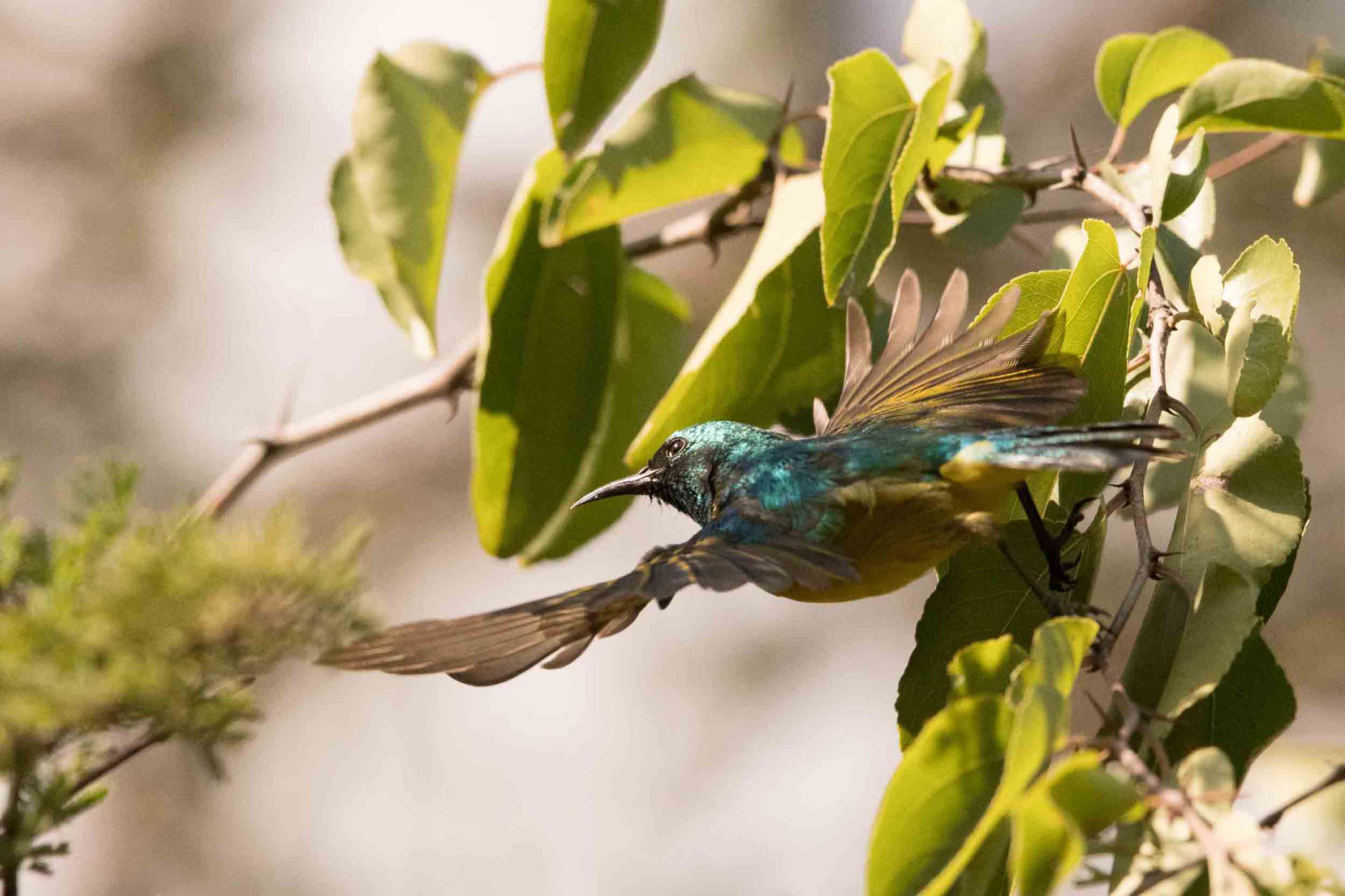 WALDNEKTARVOGEL - COLLARED SUNBIRD