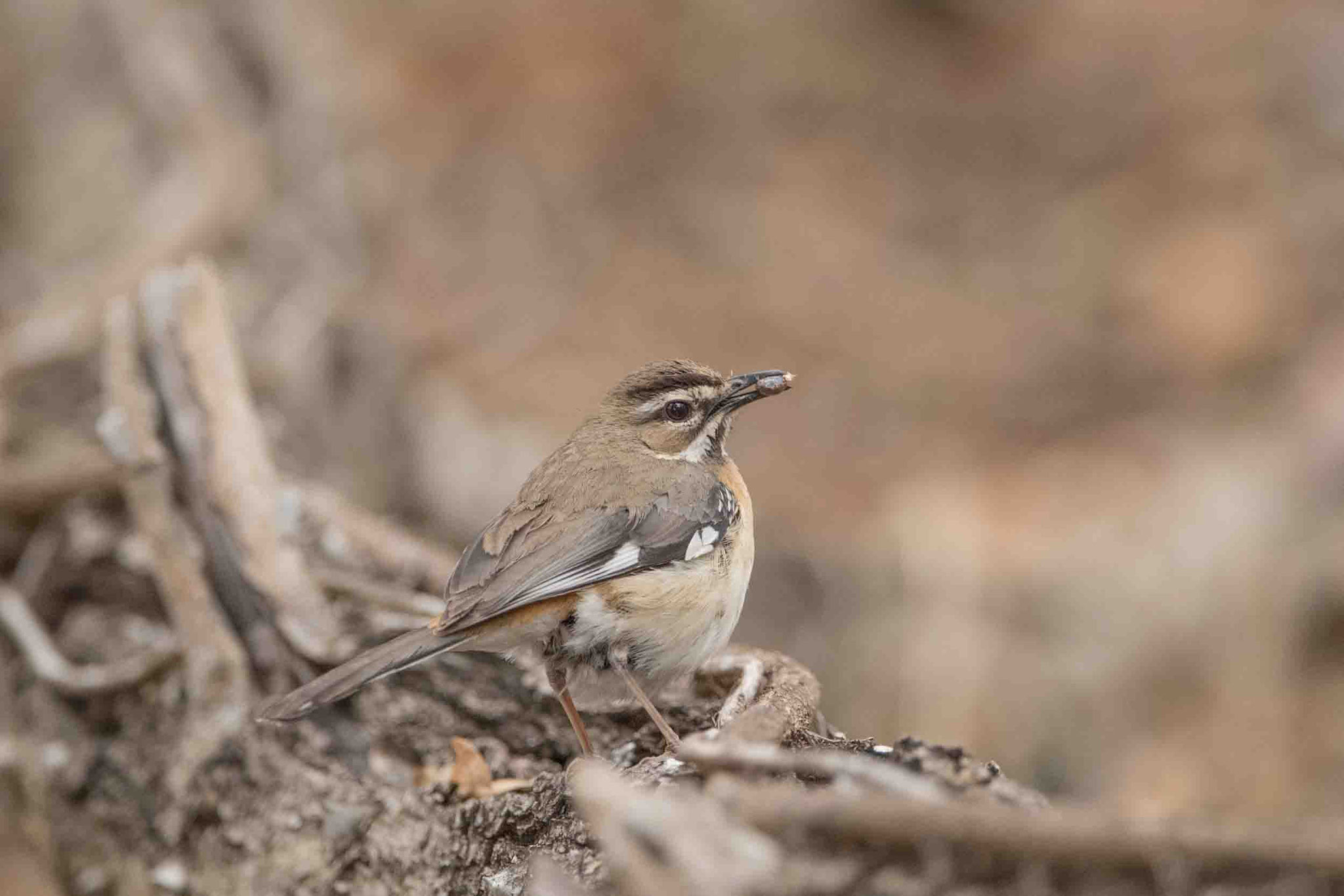 WEISSBRAUEN-HECKENSÄNGER - WHITE-BROWED SCRUB-ROBIN