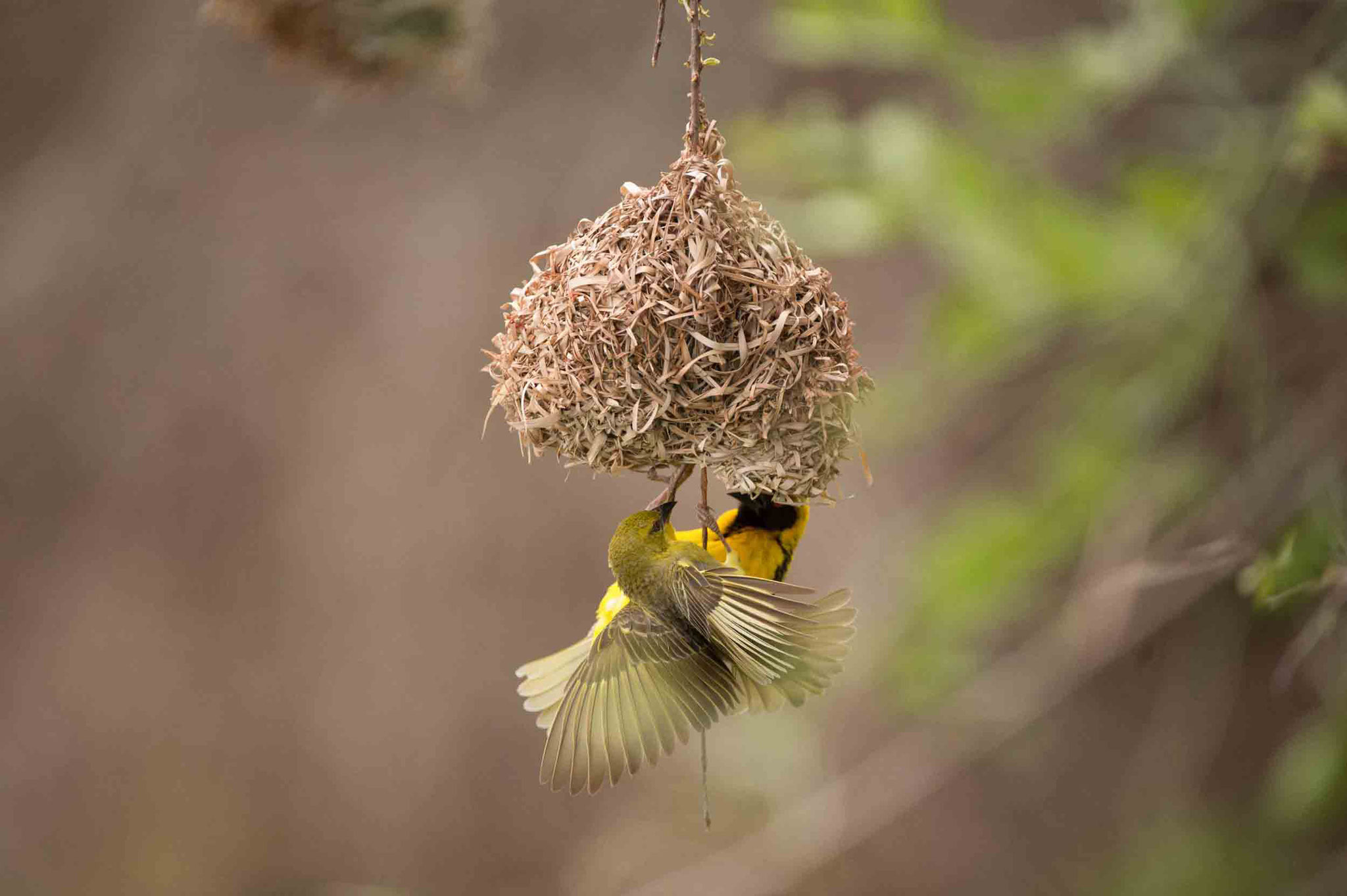 TEXTOR - VILLAGE WEAVER