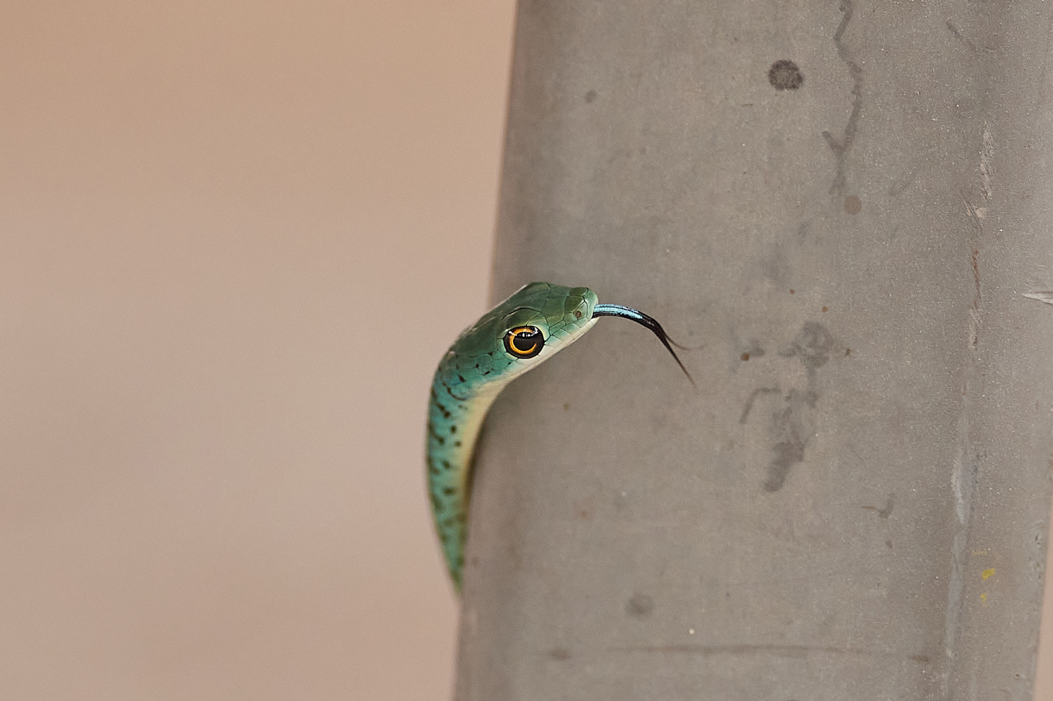 GEFLECKTE BUSCHSCHLANGE - SPOTTED BUSH SNAKE