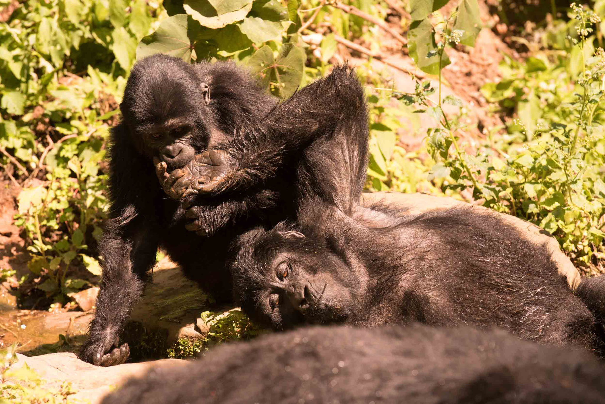BERGGORILLA - MOUNTAIN GORILLA