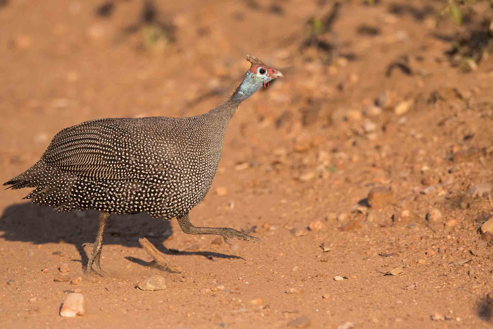 HELMPERLHUHN - HELMETED GUINEAFOWL