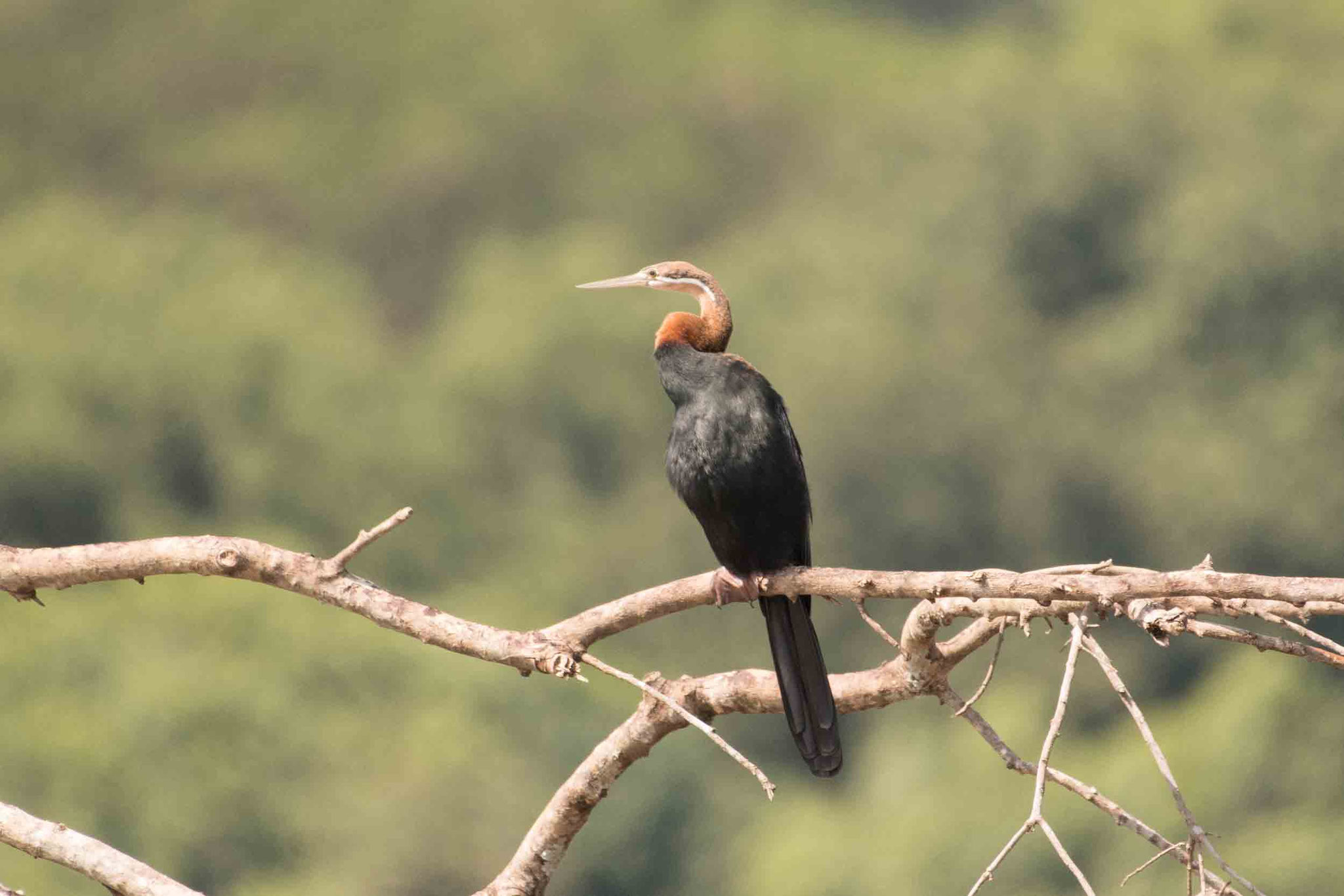 AFRIKANISCHER SCHLANGENHALSVOGEL - AFRICAN DARTER