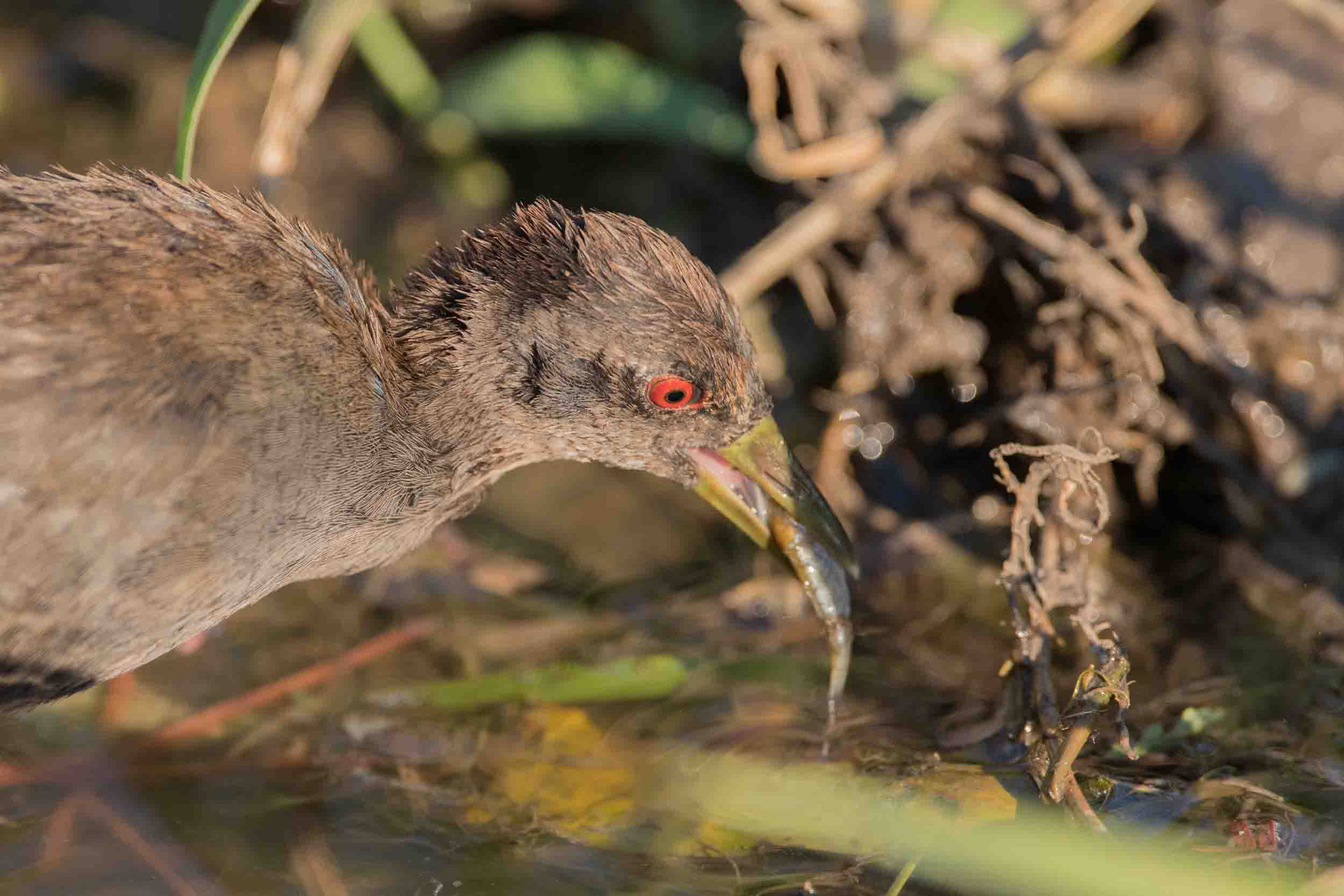 MOHRENRALLE - BLACK CRAKE