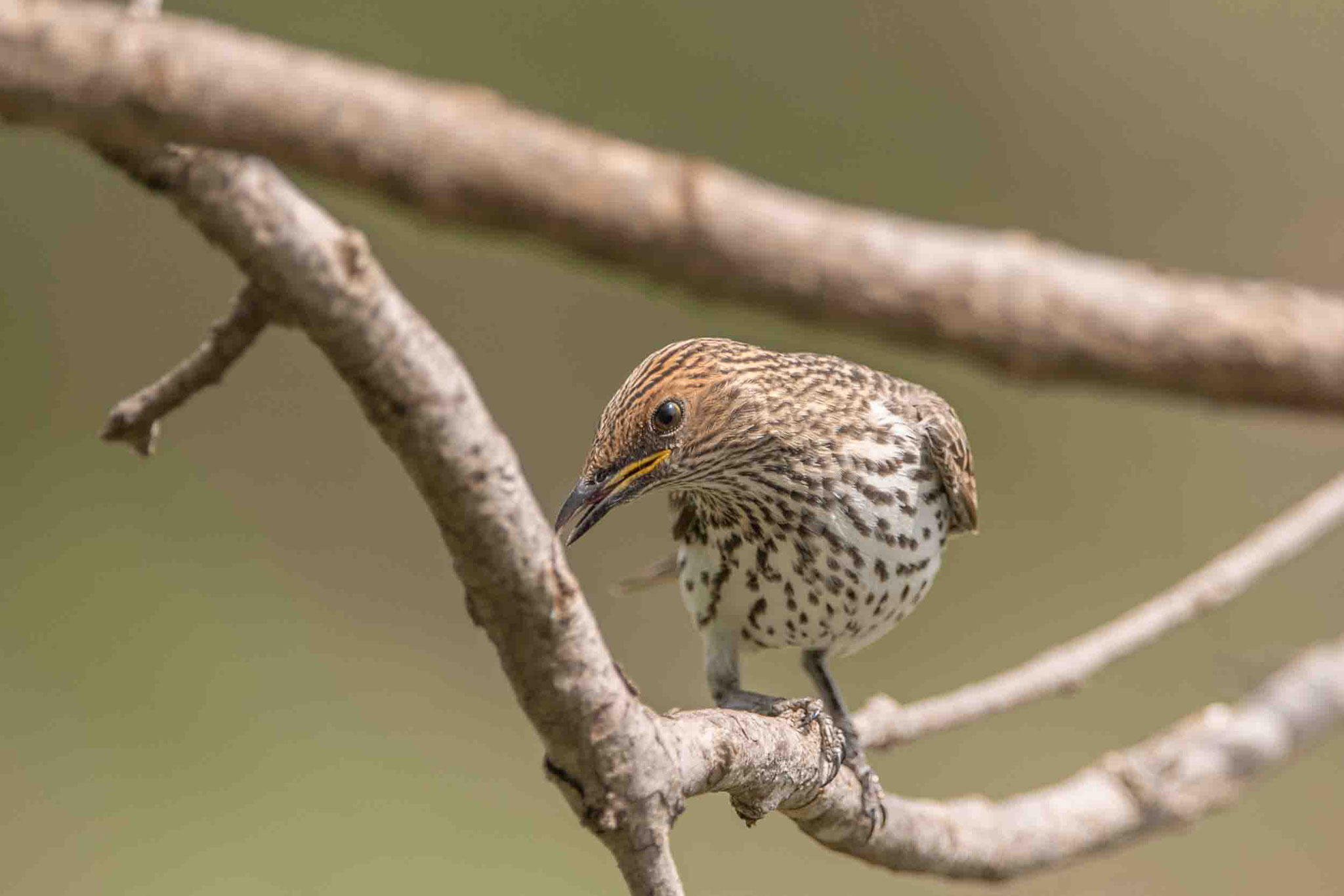 BRAUNDROSSLING - ARROW-MARKED BABBLER