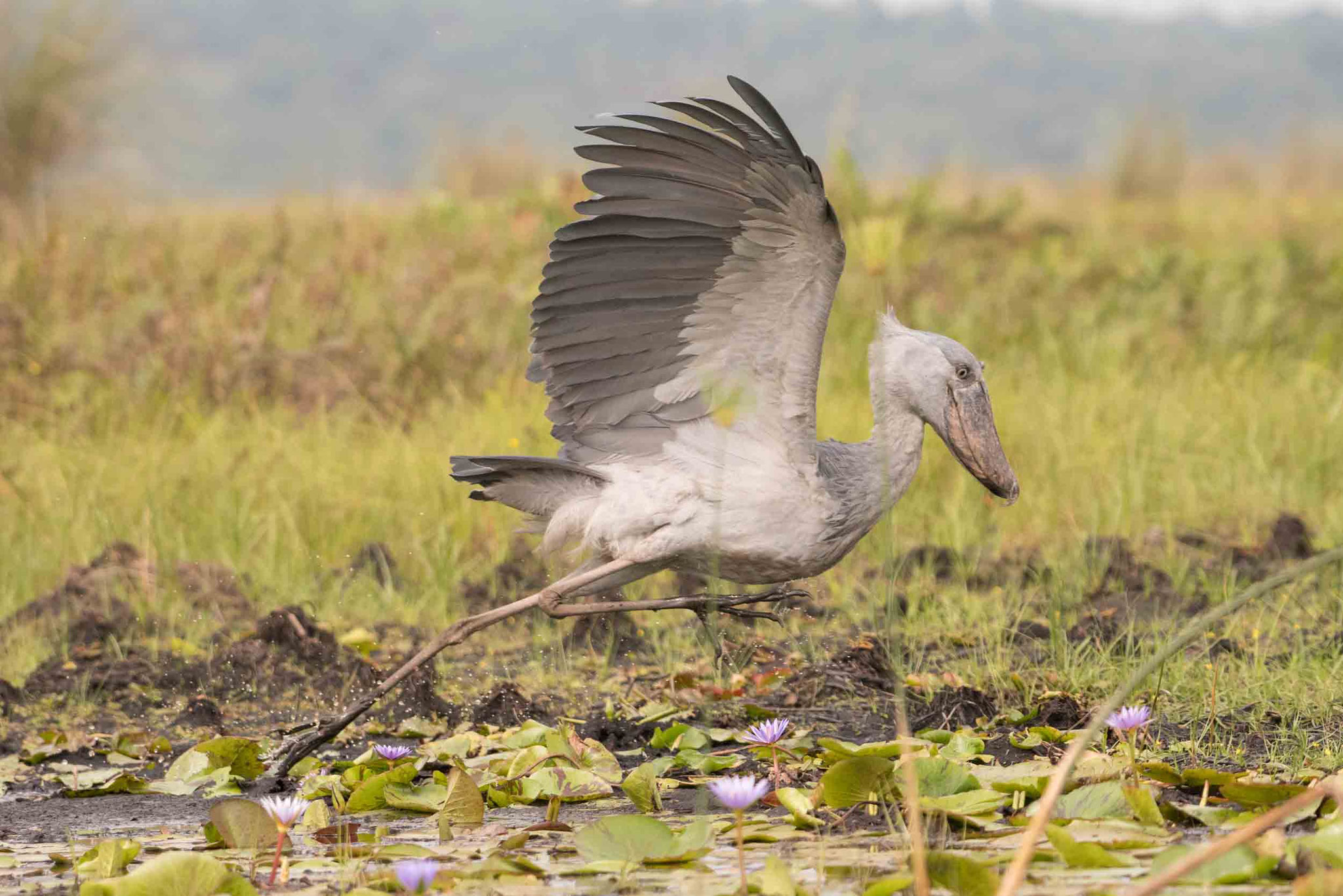 SCHUHSCHNABEL - SHOEBILL
