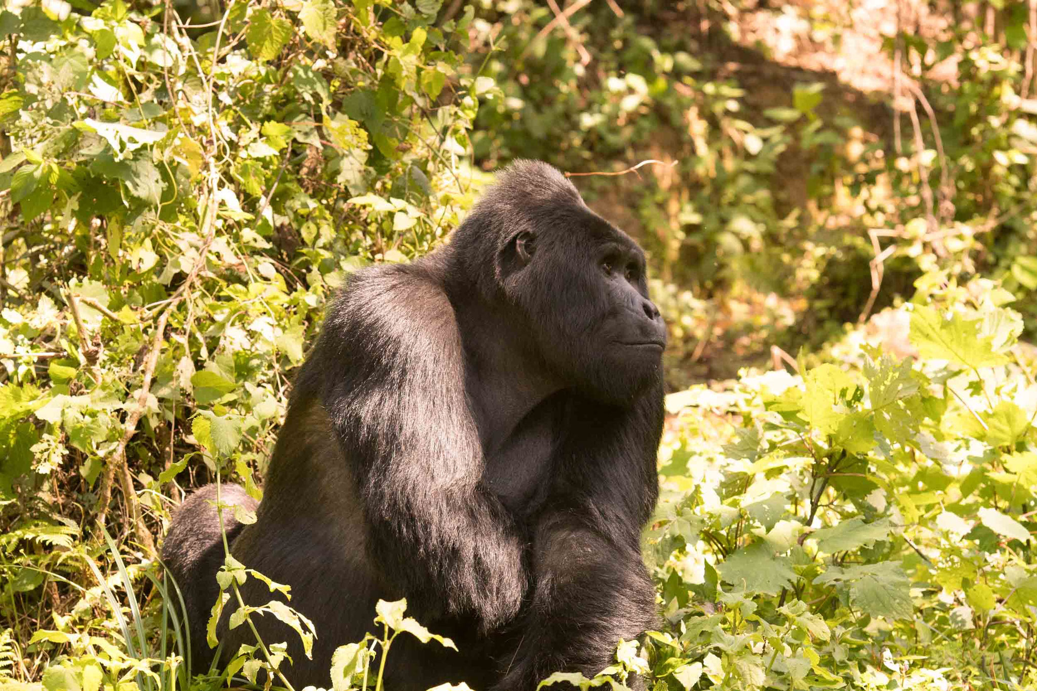 BERGGORILLA - MOUNTAIN GORILLA