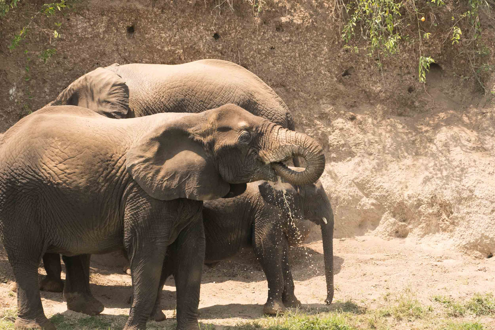 ELEFANT - ELEPHANT