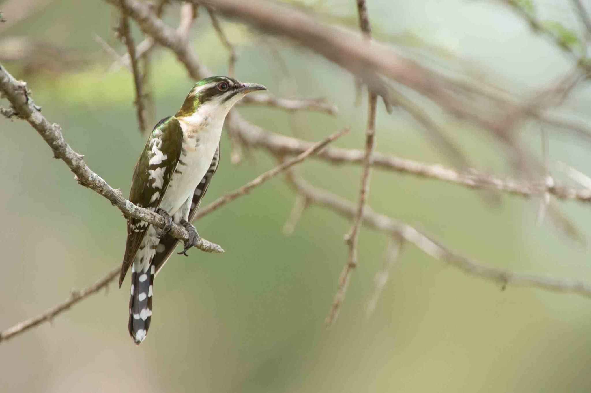 DIEDERIKKUCKUCK - DIEDERICK CUCKOO