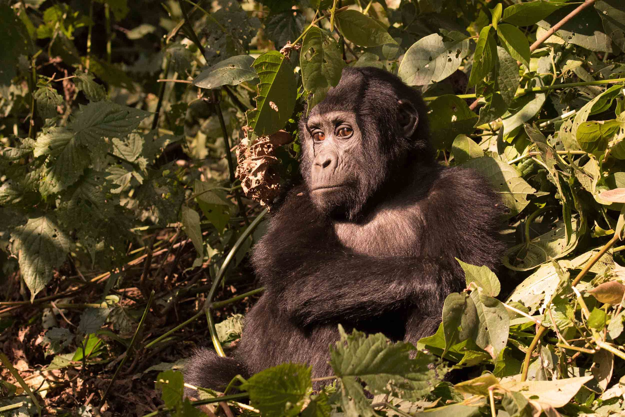 BERGGORILLA - MOUNTAIN GORILLA