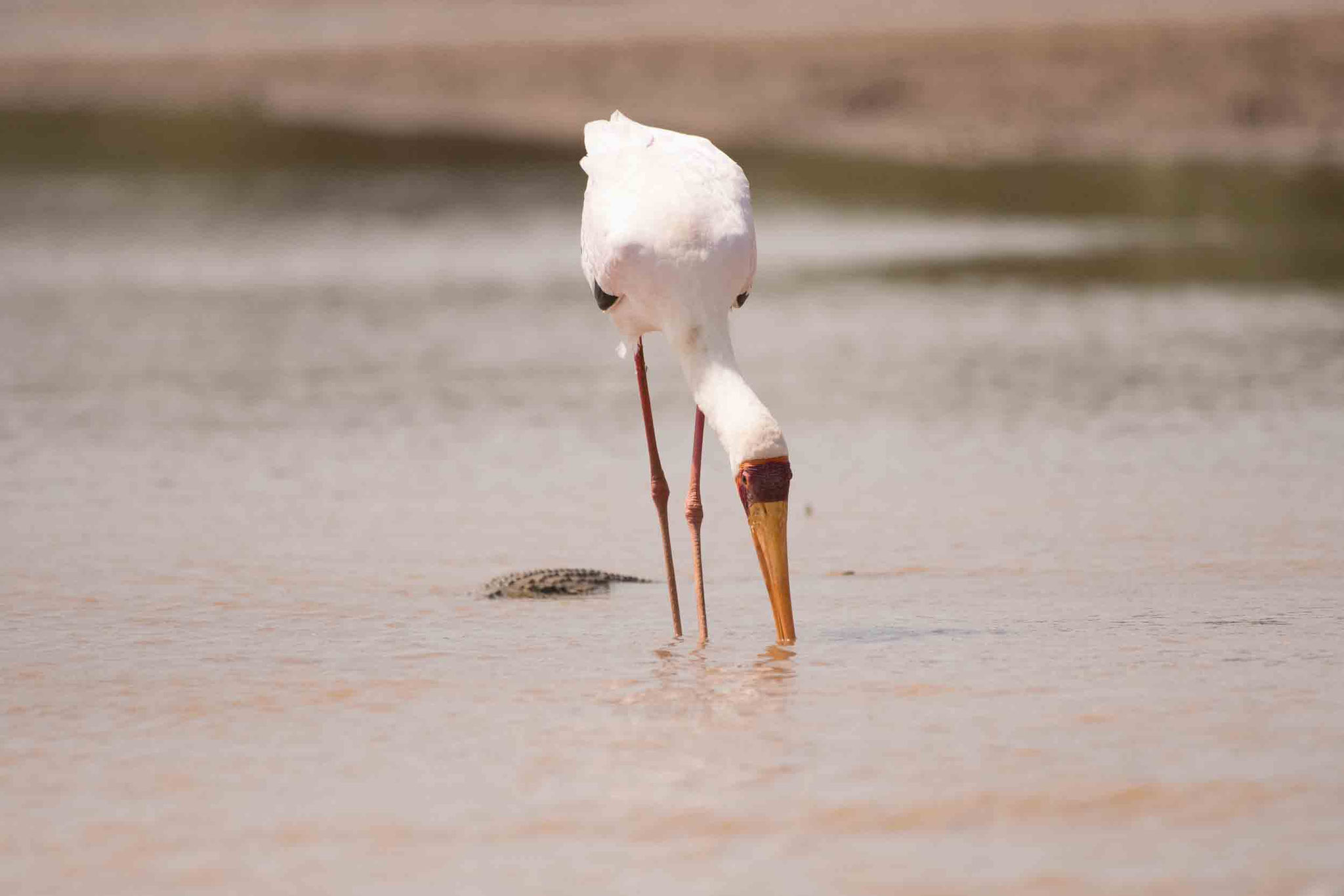 NIMMERSATT/NILKROKODIL - YELLOW-BILLED STORK/CROCODILE
