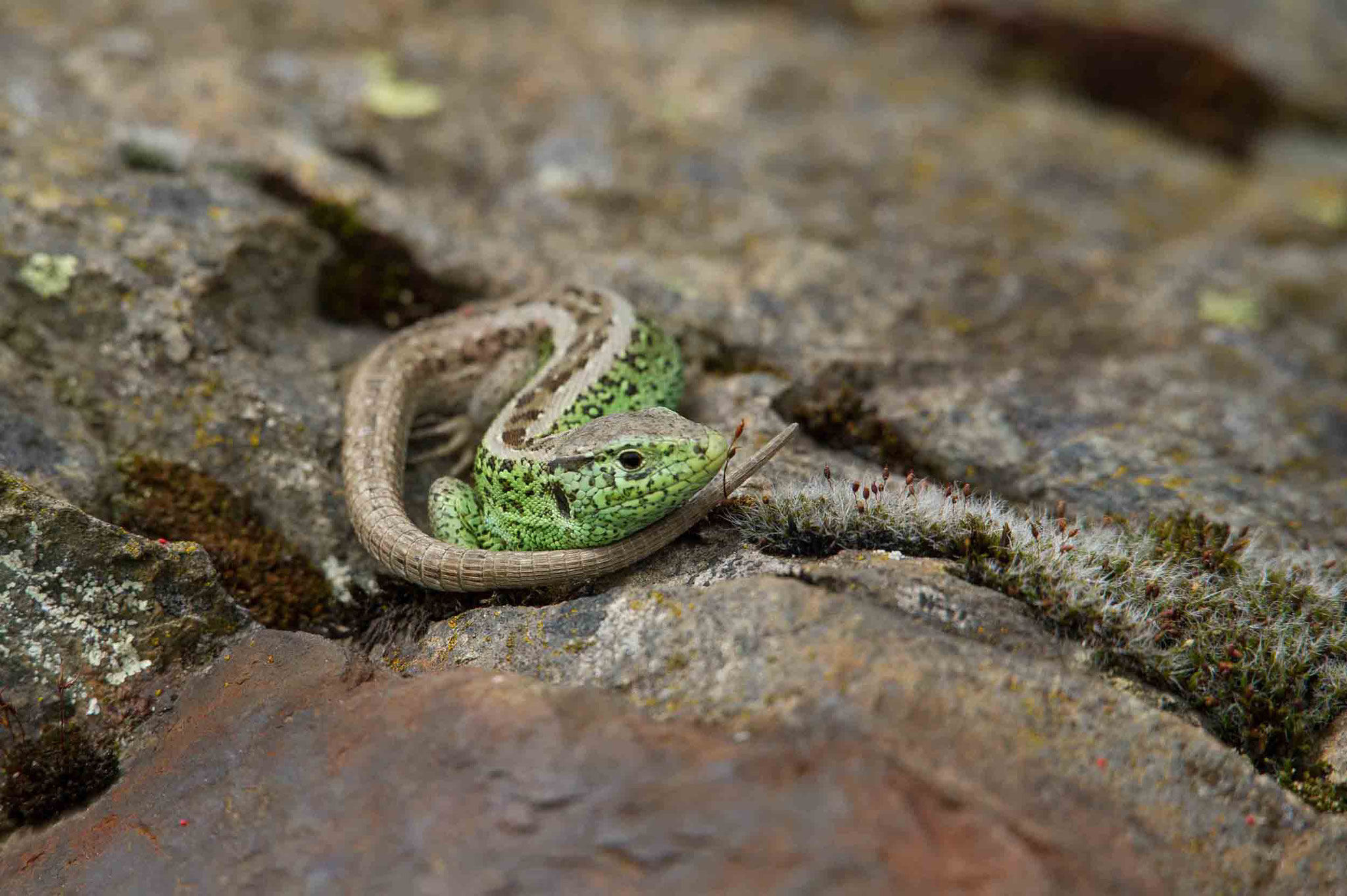 ZAUNEIDECHSE / SAND LIZARD