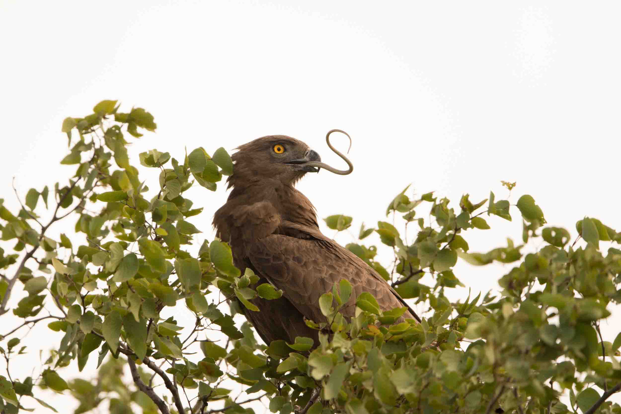 BRAUNER SCHLANGENADLER - BROWN SNAKE EAGLE