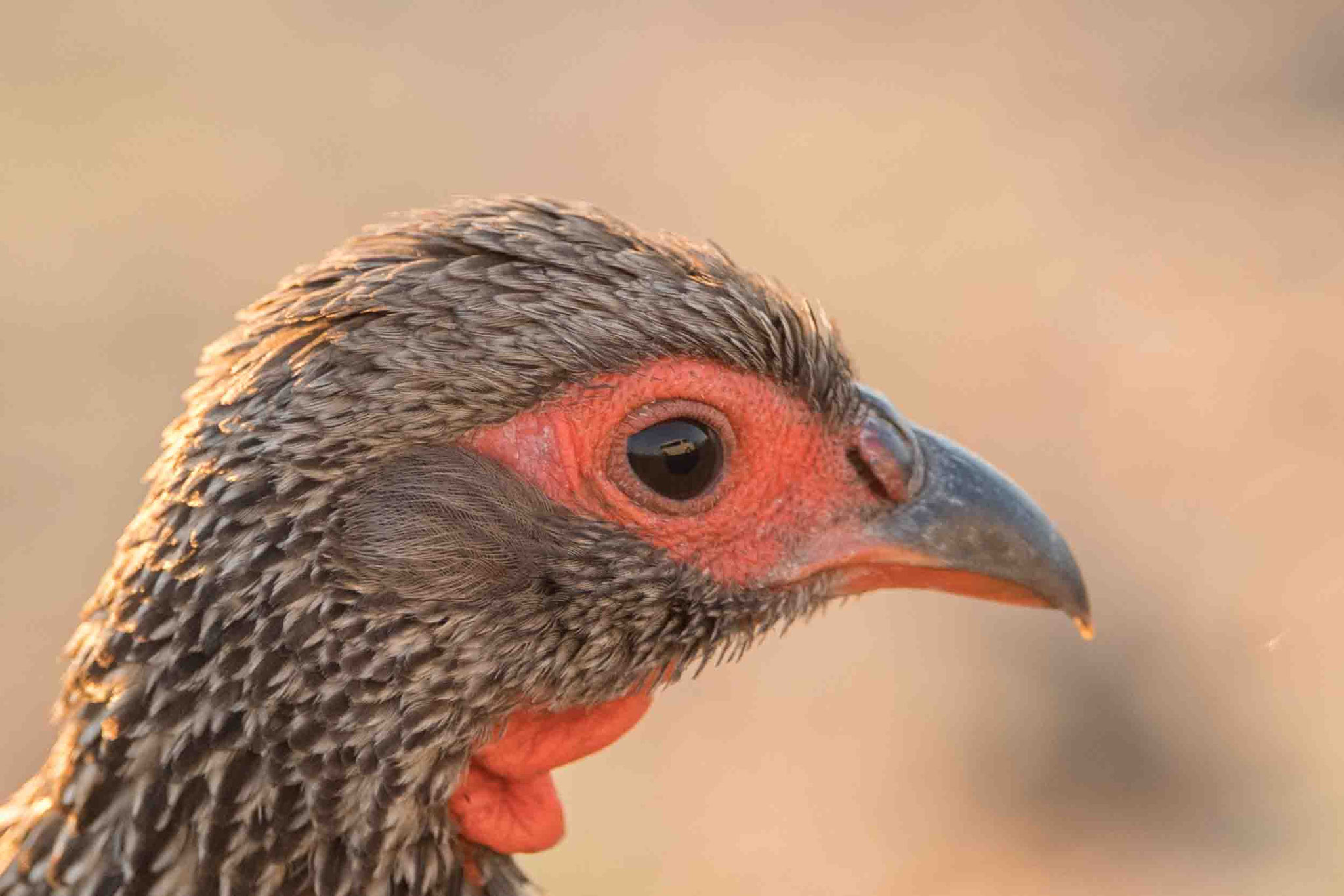 SWAINSONFRANKOLIN - SWAINSON'S SPURFOWL