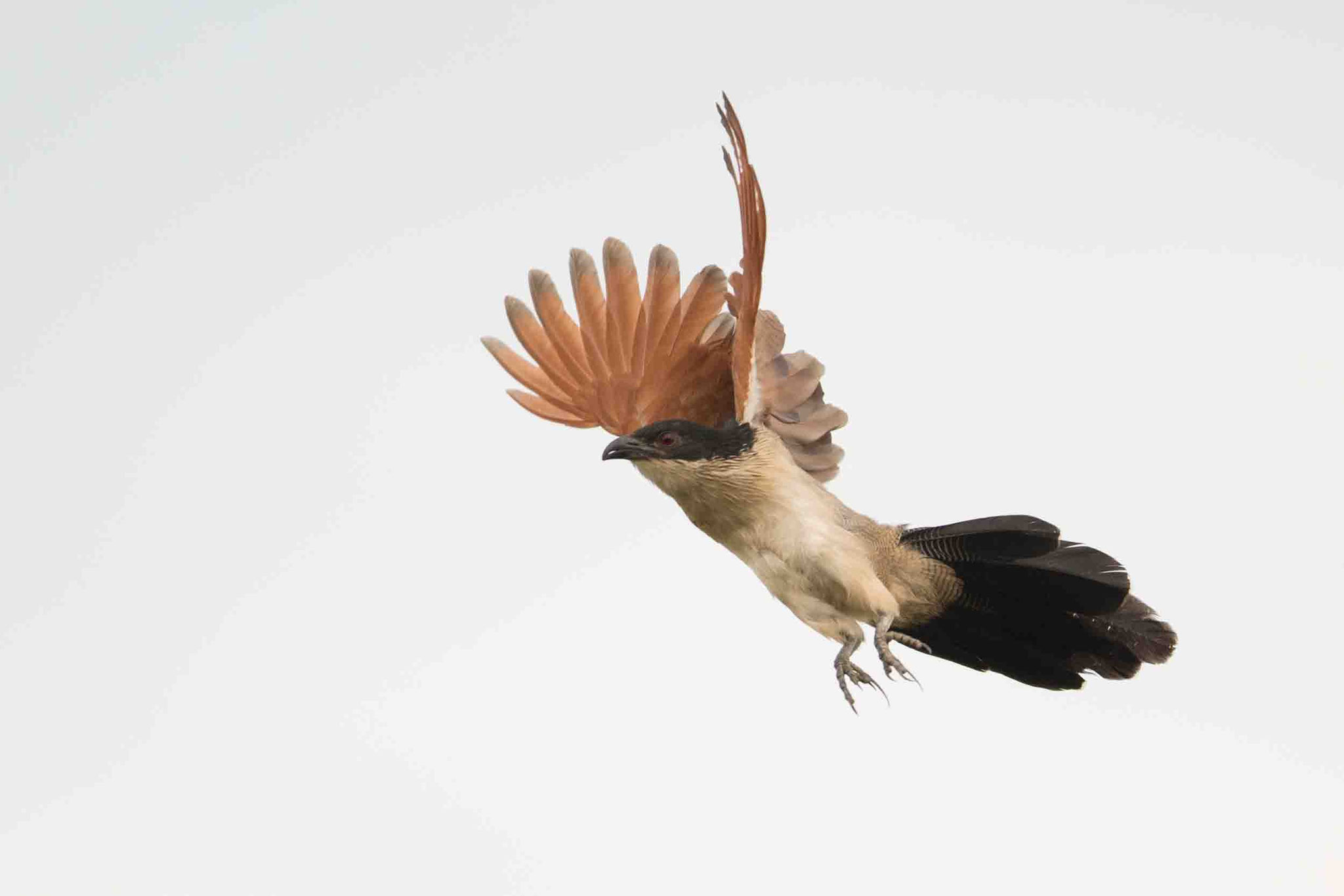 TIPUTIP - BURCHELL'S COUCAL