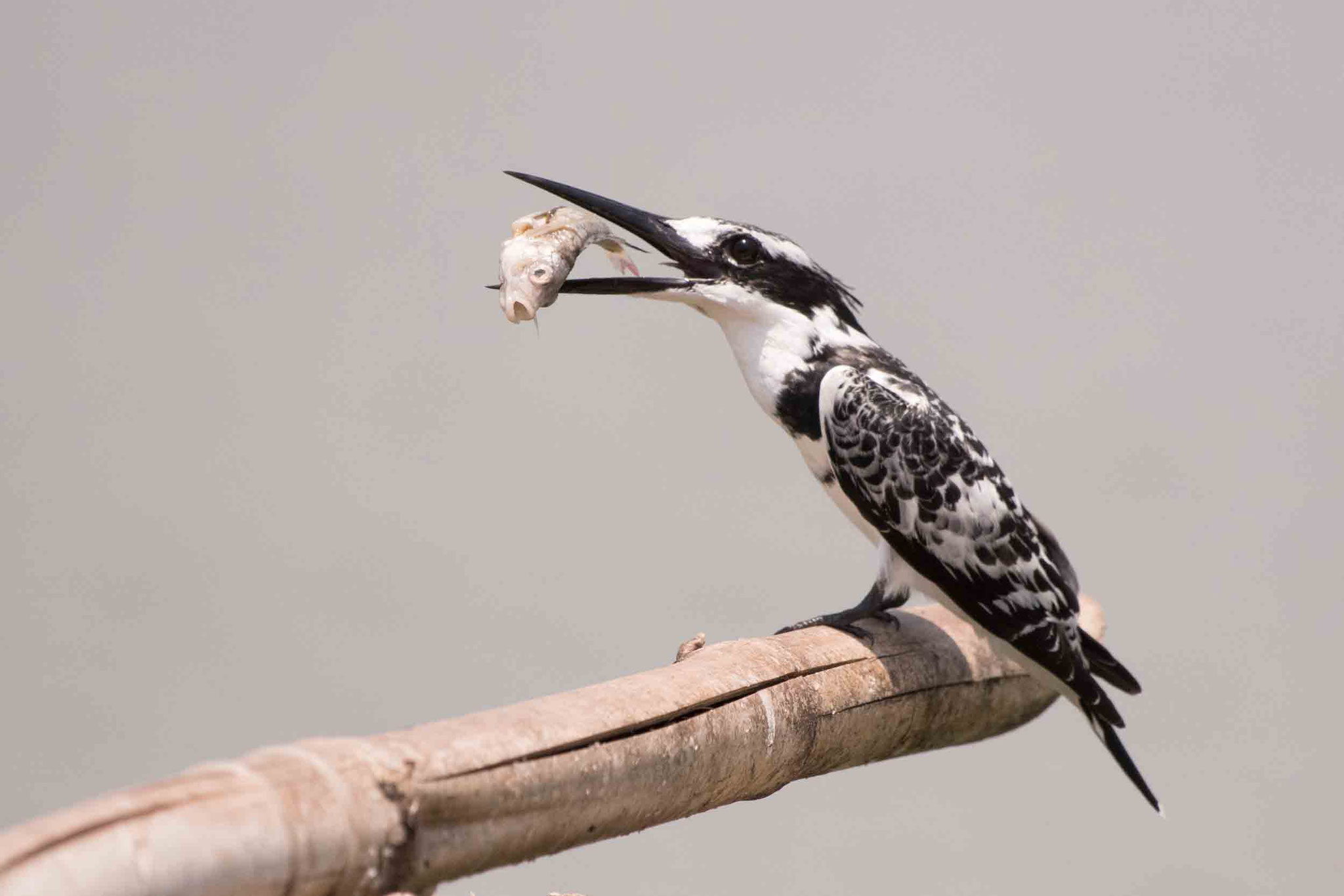 GRAUFISCHER - PIED KINGFISHER