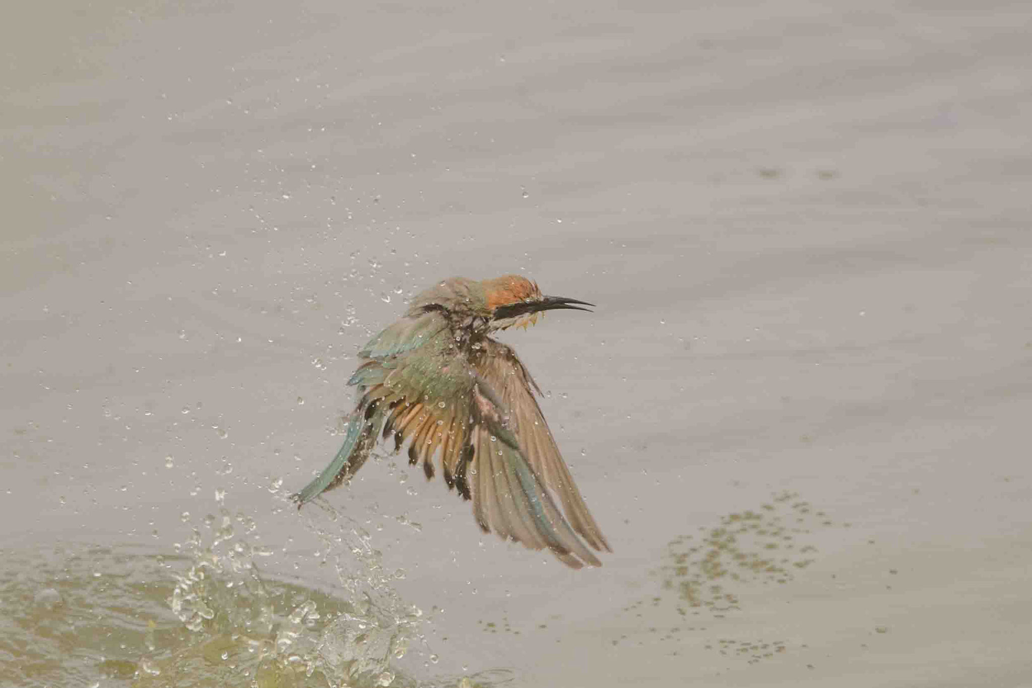 EUROPÄISCHER BIENENFRESSER - EUROPEAN BEE-EATER