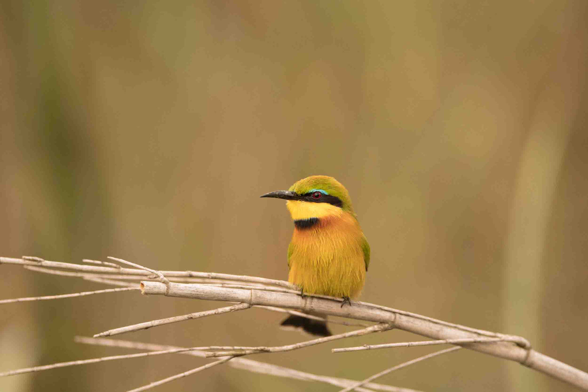 ZWERGSPINT - LITTLE BEE-EATER