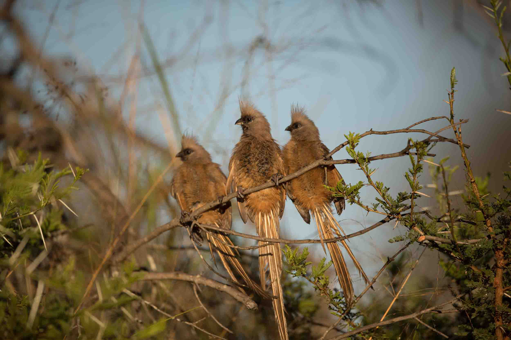 BRAUNFLÜGEL-MAUSVOGEL - SPECKLED MOUSEBIRD