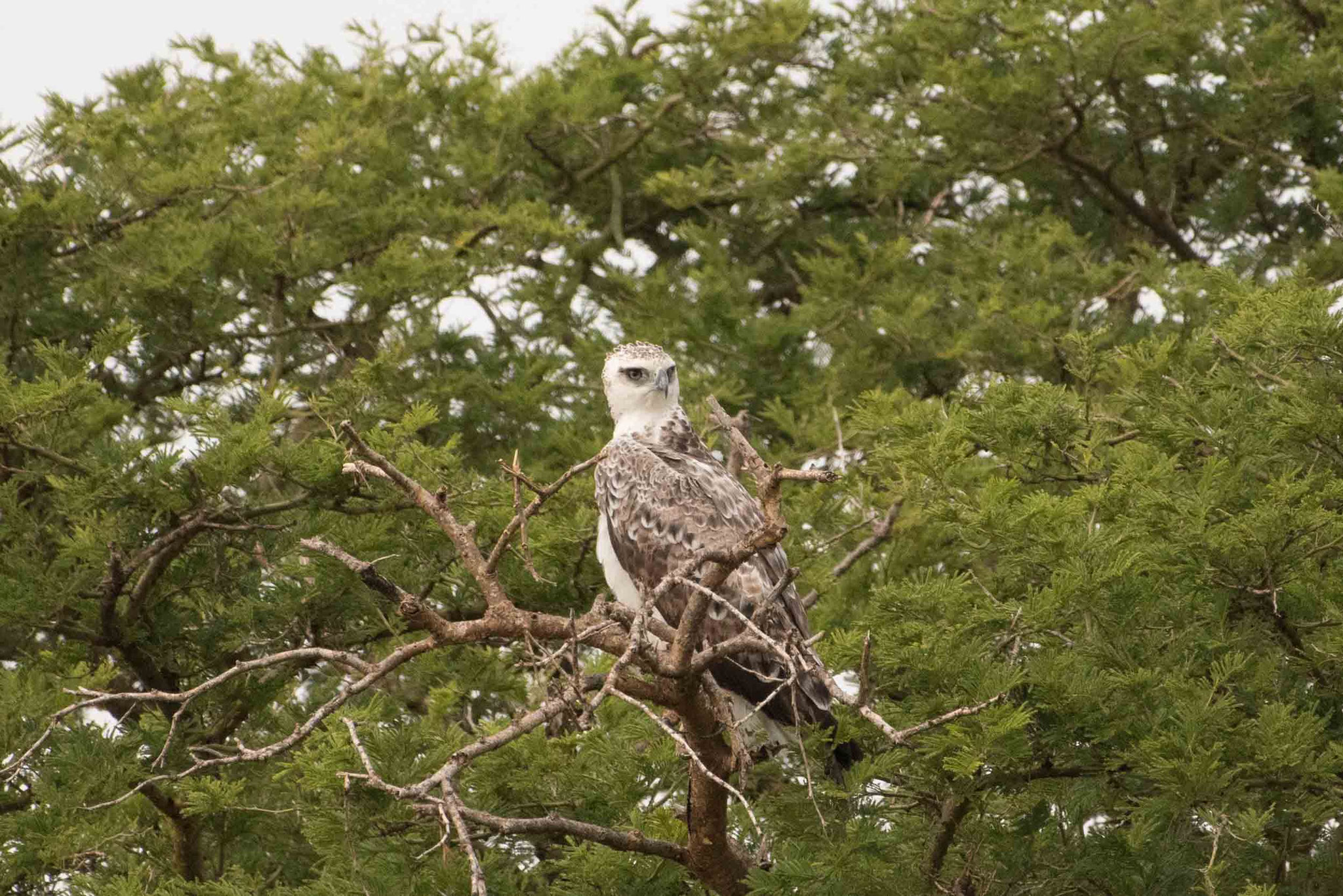 KRONENADLER - AFRICAN CROWNED EAGLE