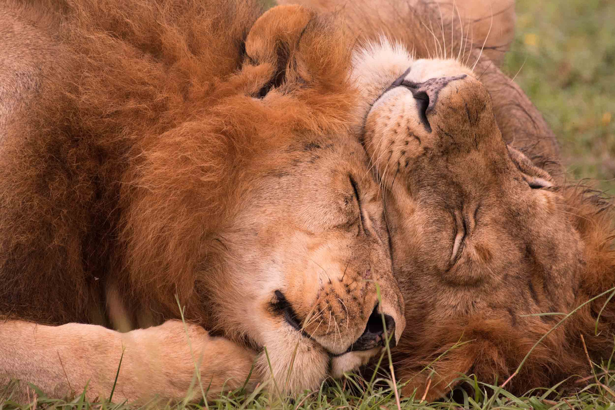 LÖWE - LION