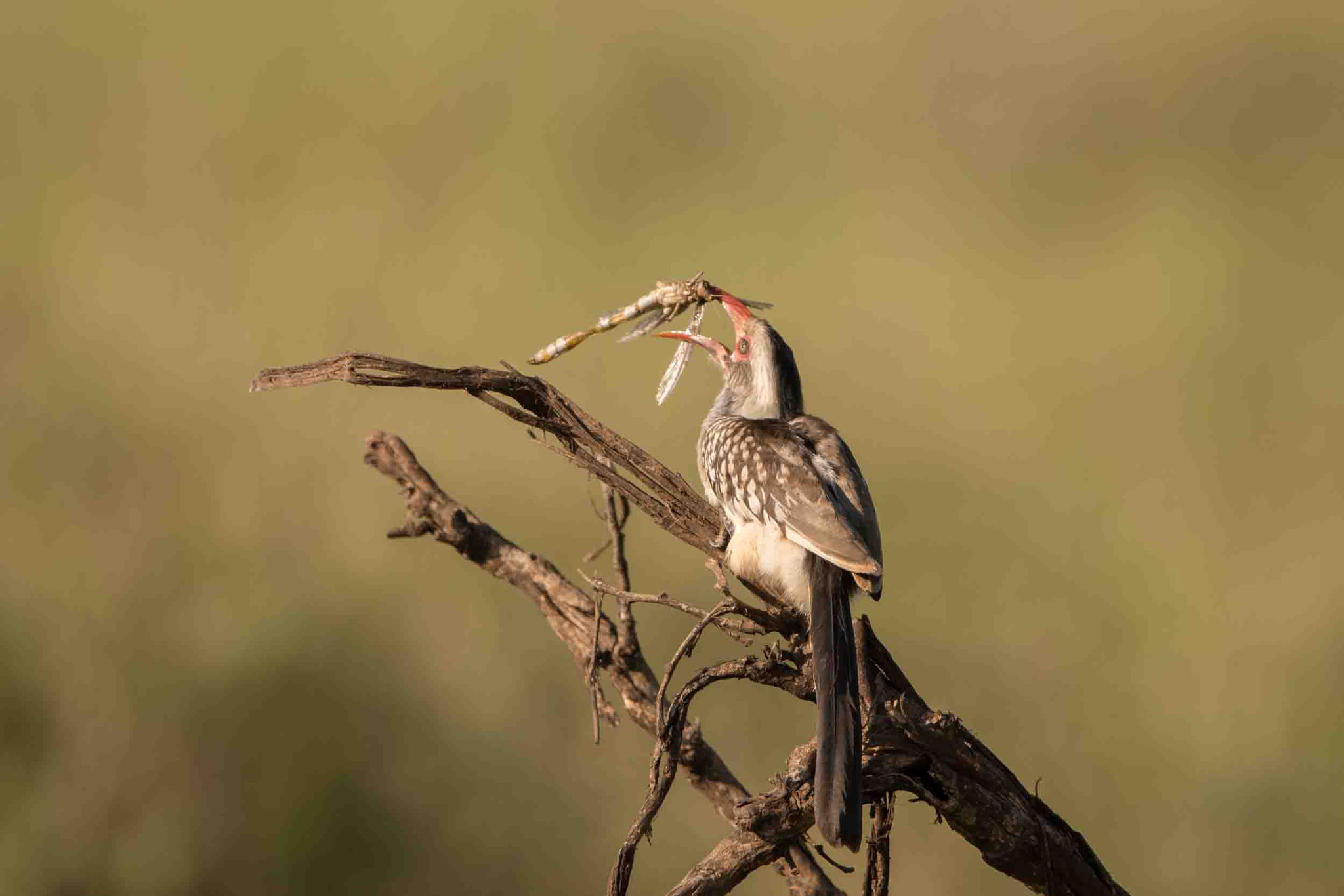 ROTSCHNABELTOKO - RED-BILLED HORNBILL