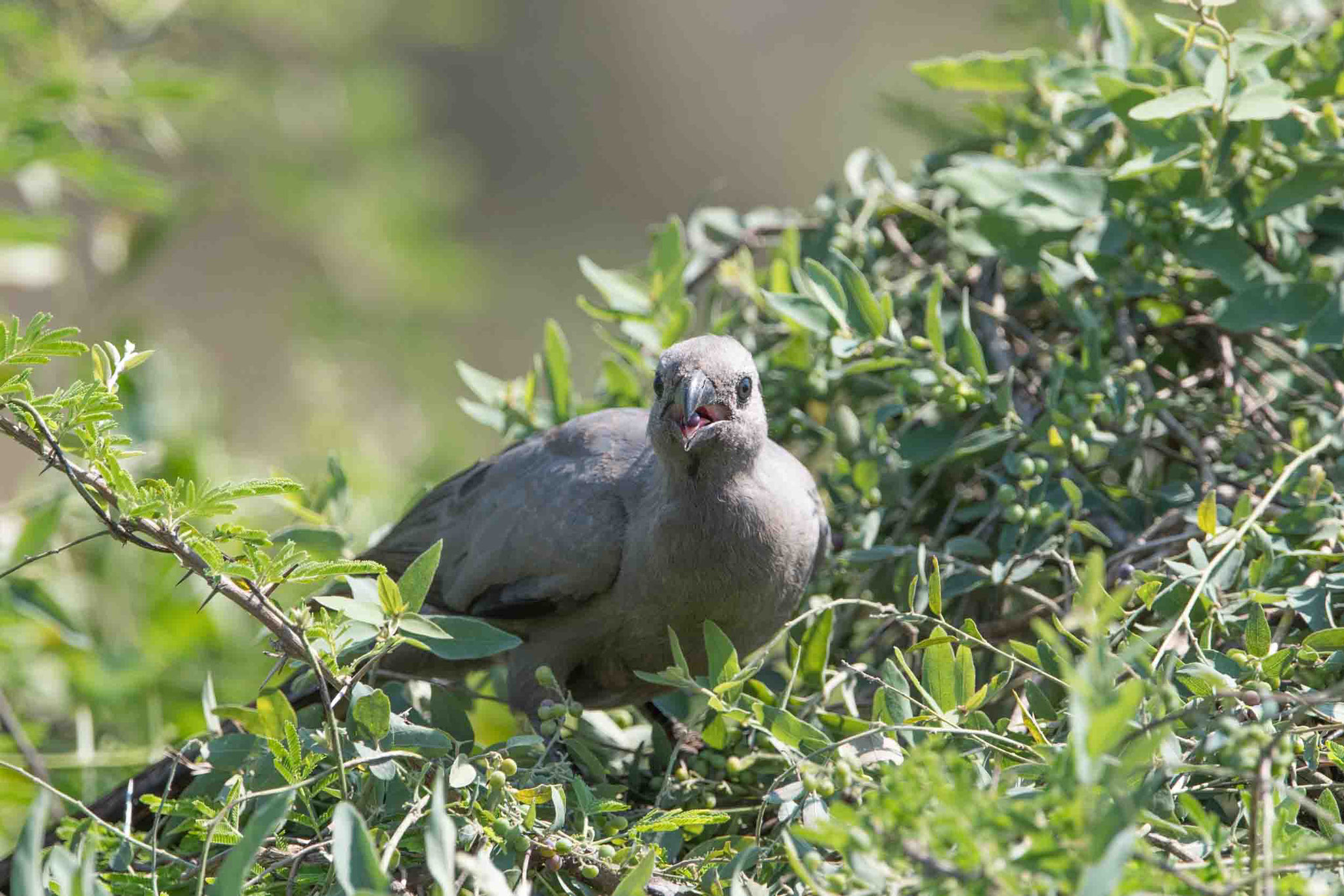 GRAULÄRMVOGEL - GREY GO-AWAY-BIRD