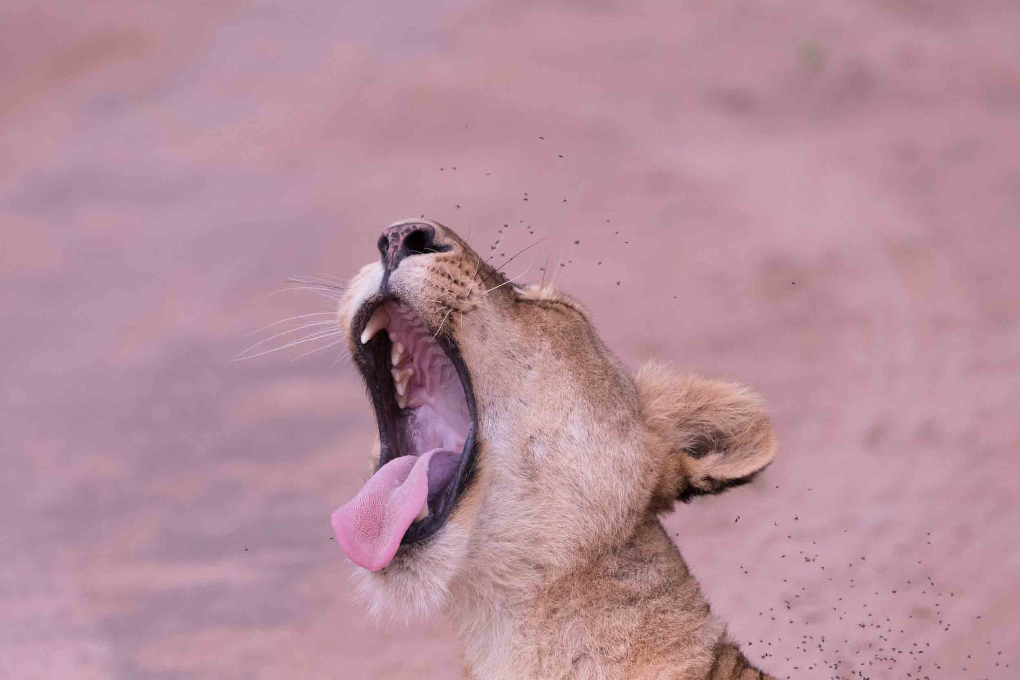 LÖWE - LION