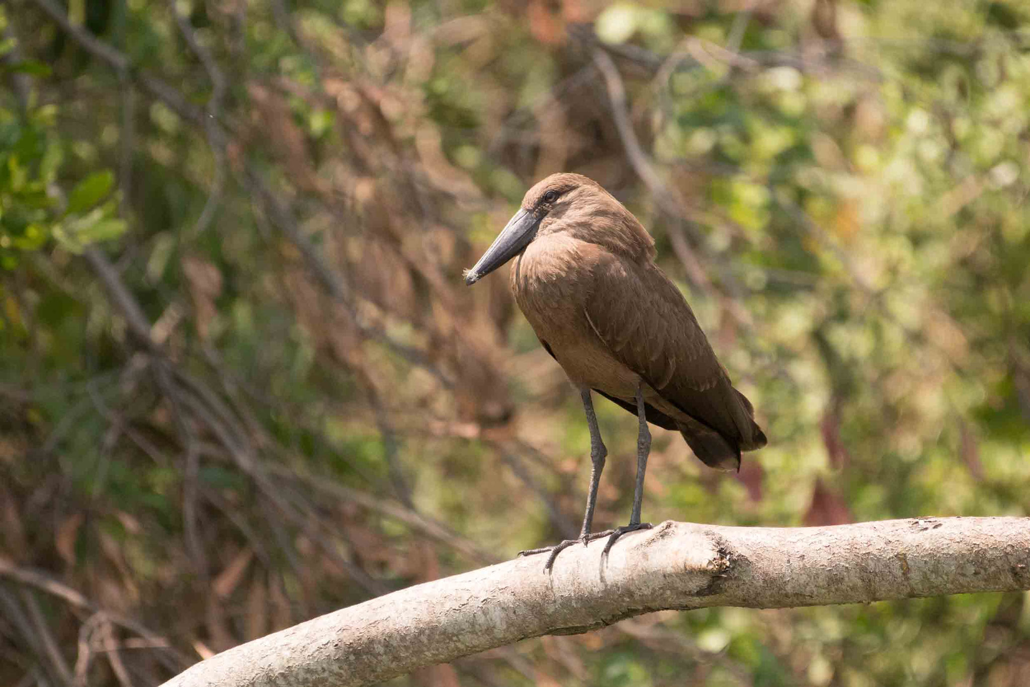 HAMMERKOPF - HAMERKOP