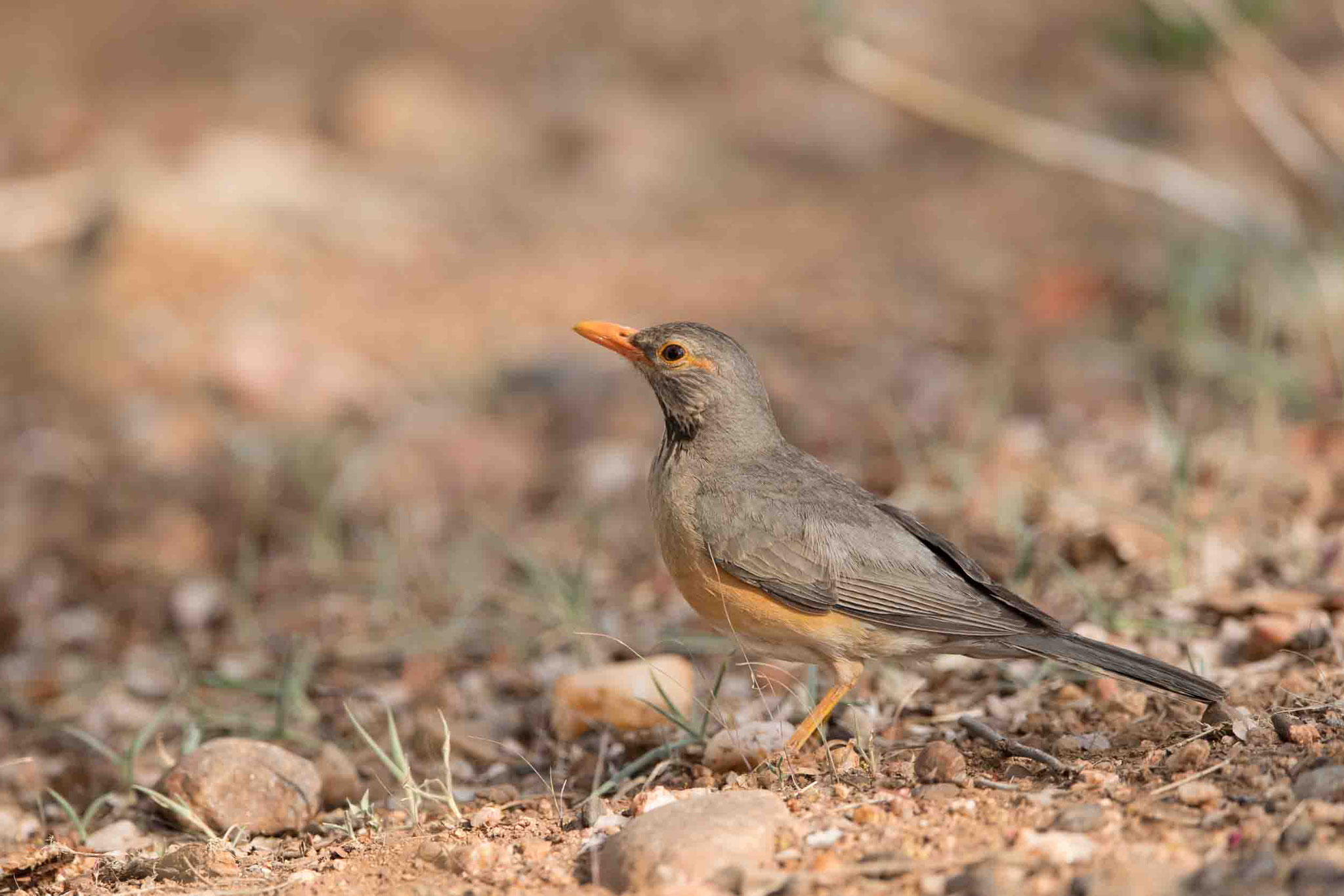 KAPDROSSEL - OLIVE THRUSH