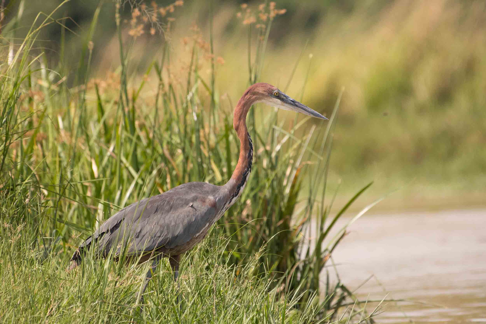 GOLIATHREIHER - GOLIATH HERON