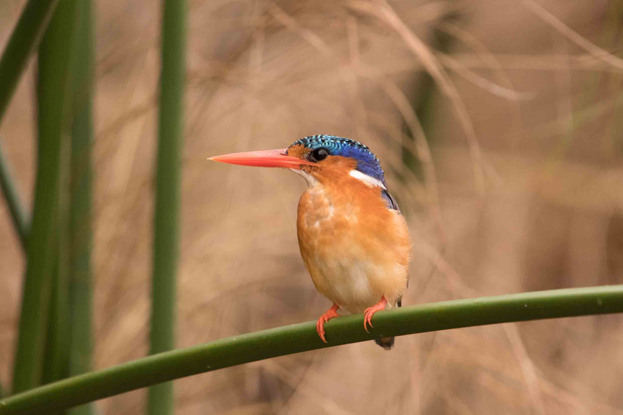 MALACHITEISVOGEL - MALACHITE KINGFISHER