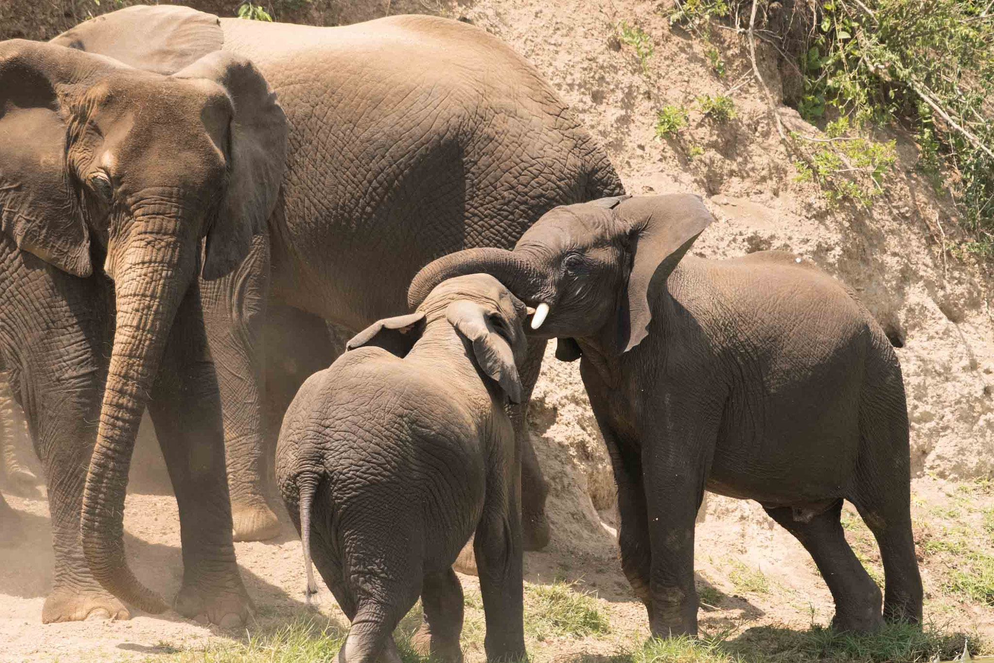 ELEFANT - ELEPHANT