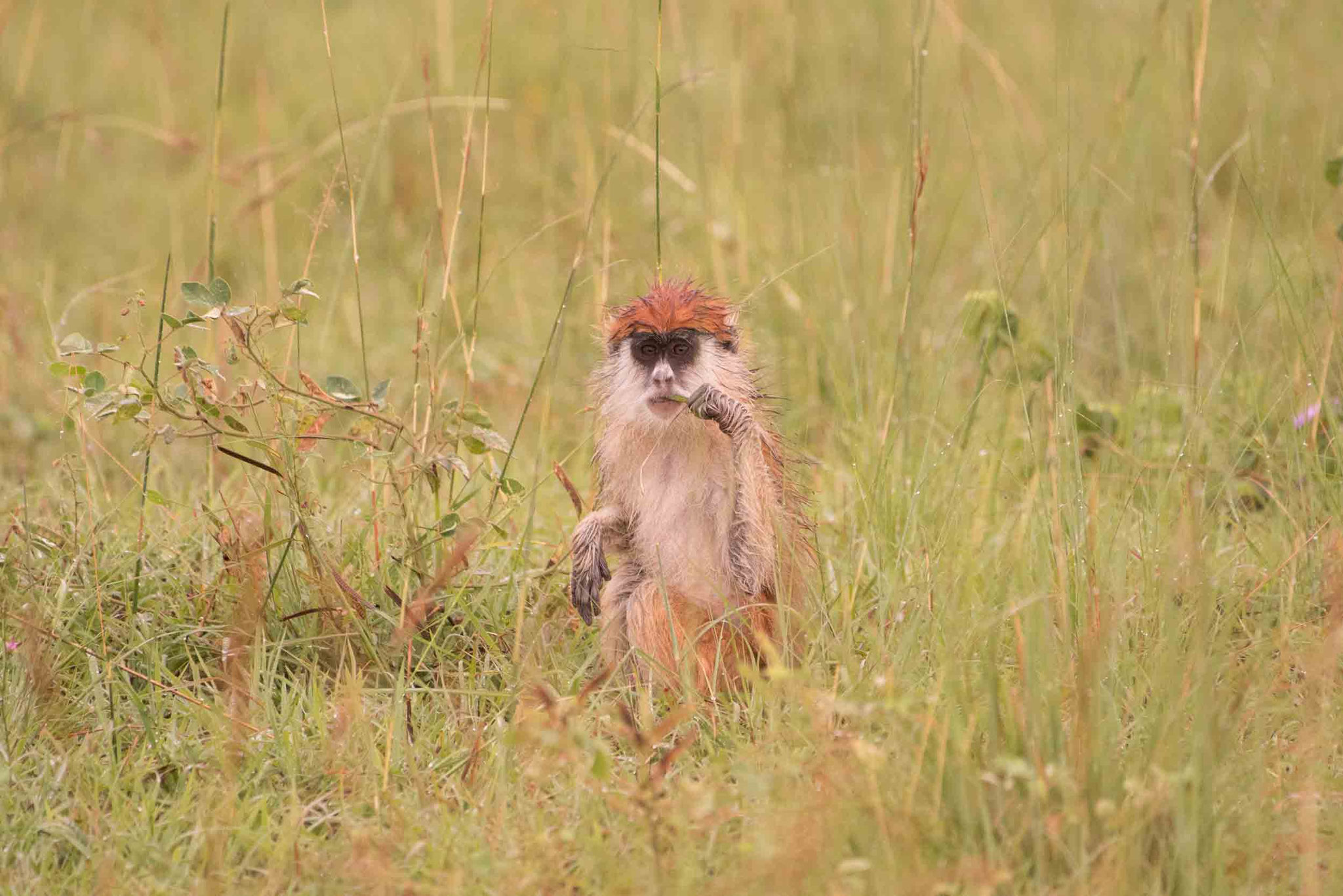 HUSARENAFFE - PATAS MONKEY