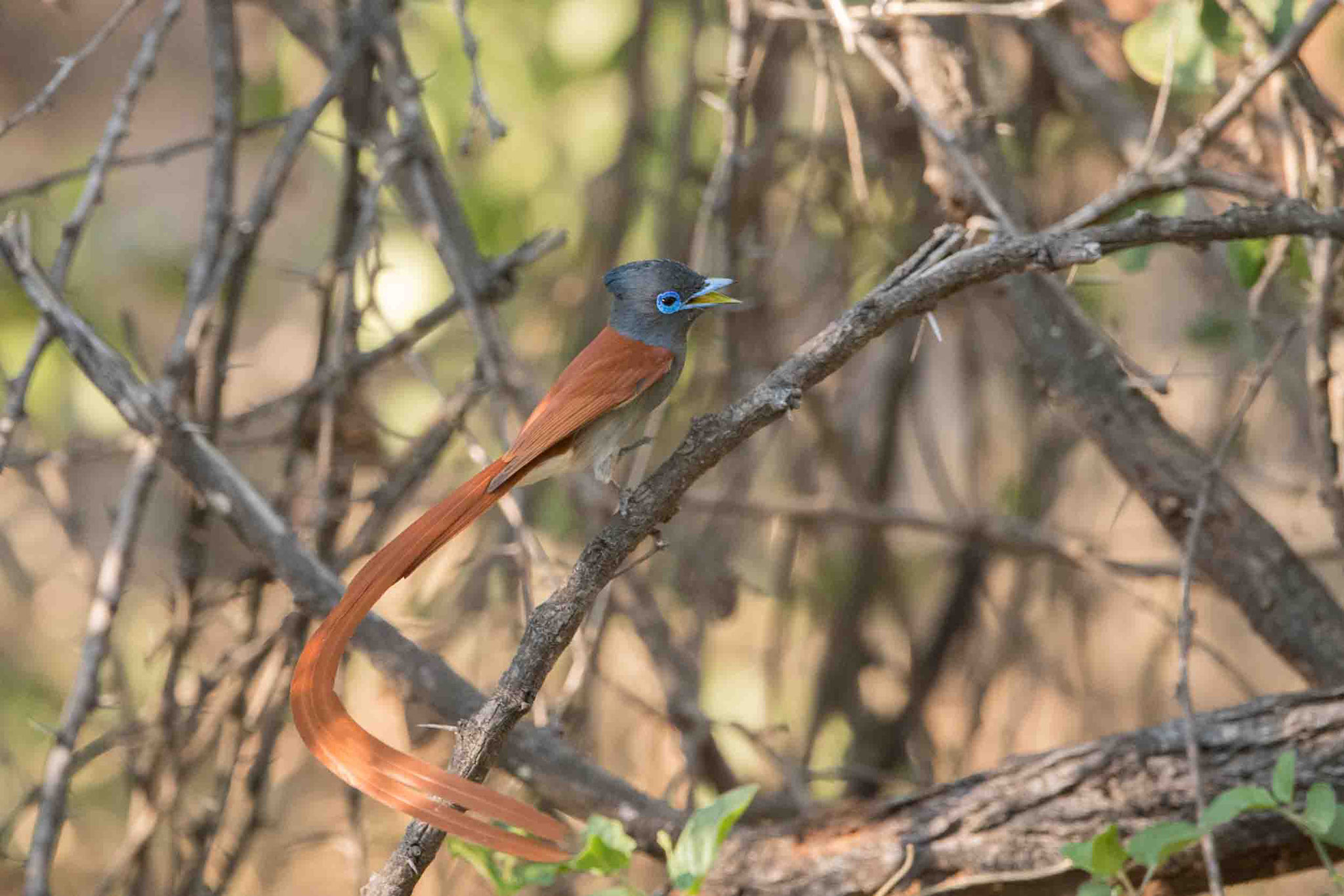 PARADIESSCHNÄPPER - PARADISE FLYCATCHER