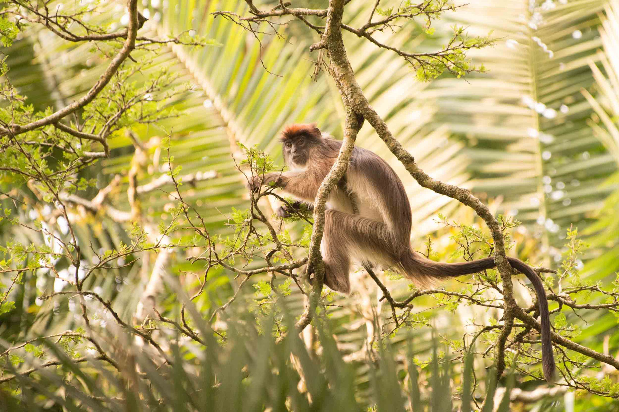 ROTER STUMMELAFFE - RED COLOBUS MONKEY