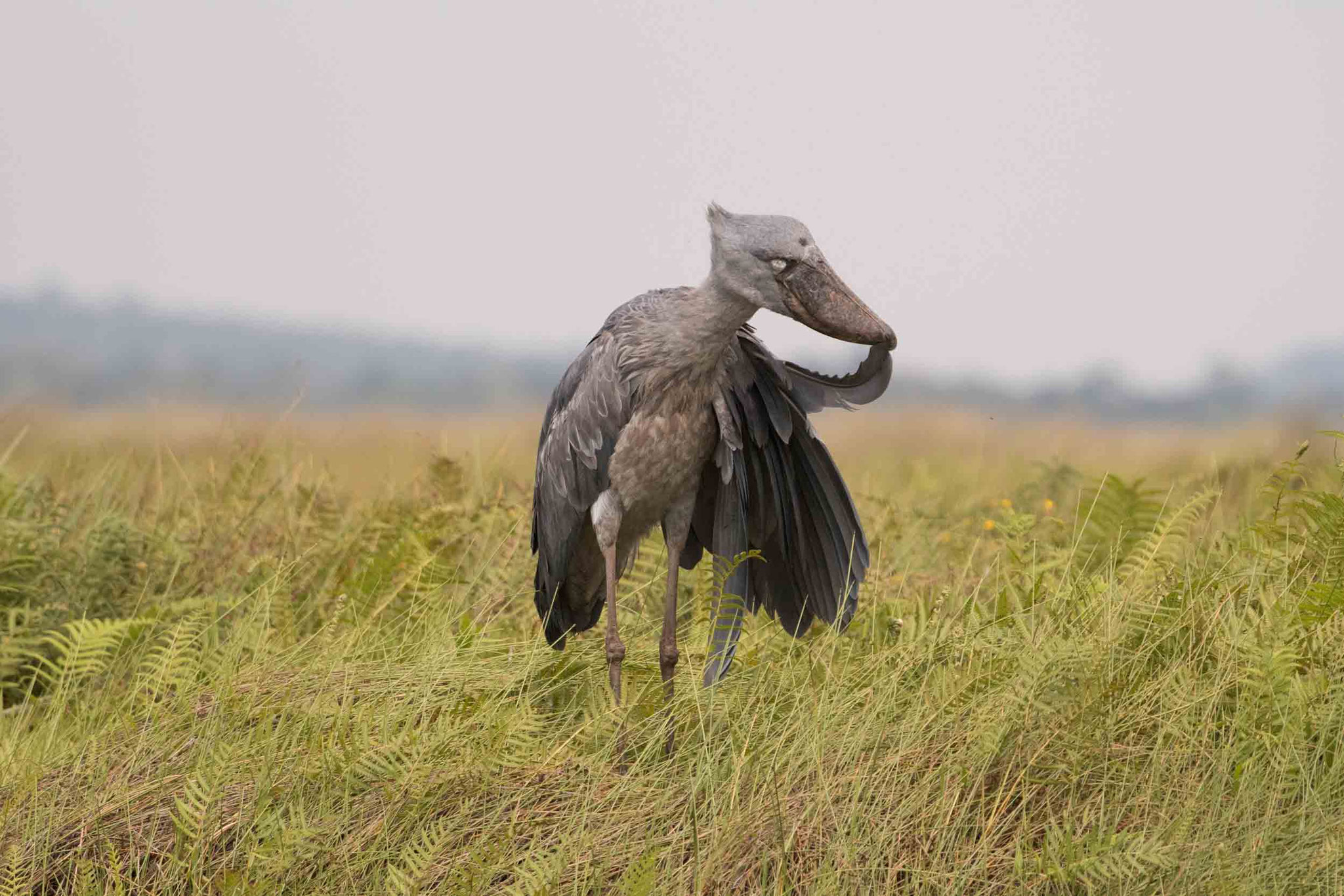 SCHUHSCHNABEL - SHOEBILL