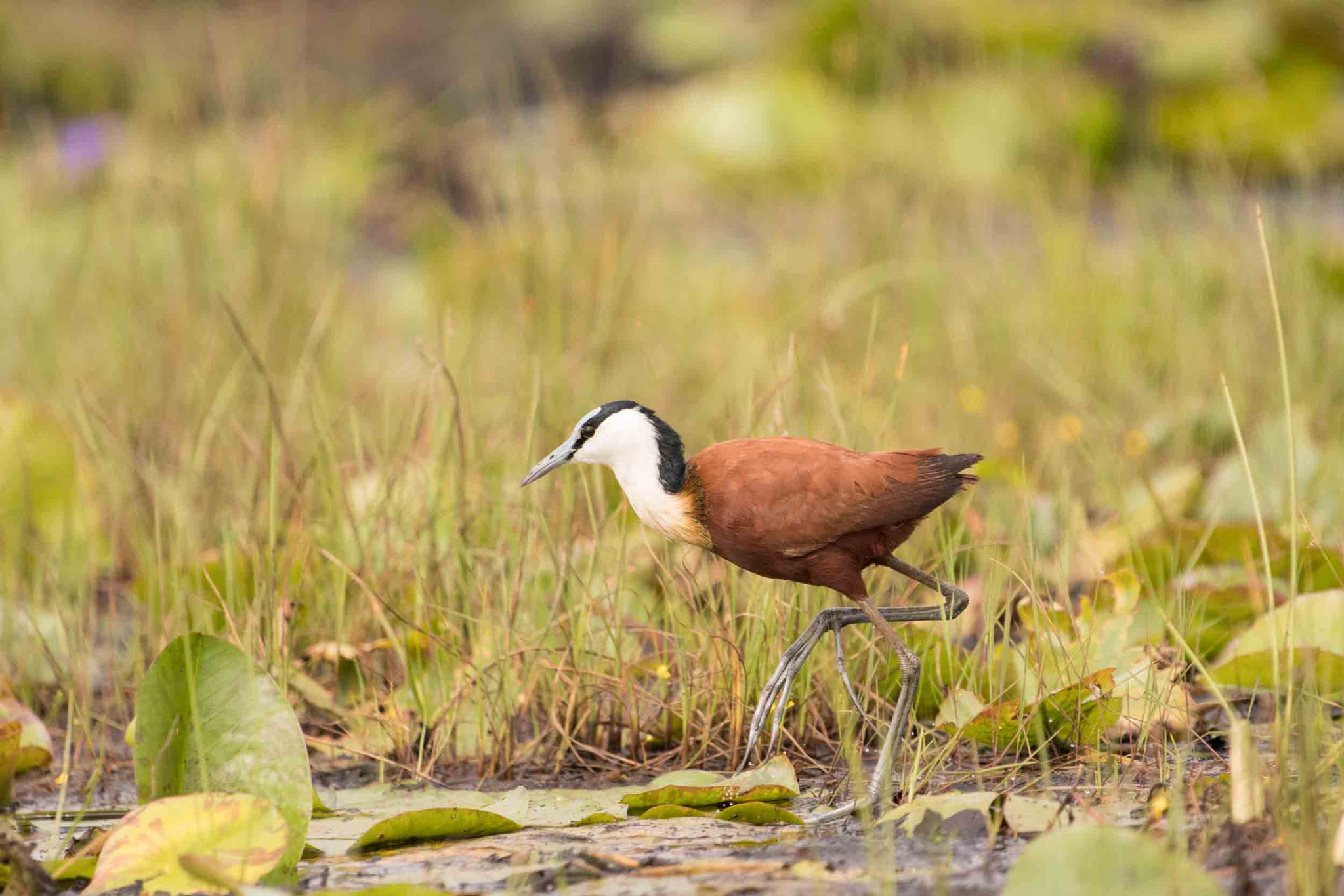 BLAUSTIRN-BLATTHÜHNCHEN - AFRICAN JACANA